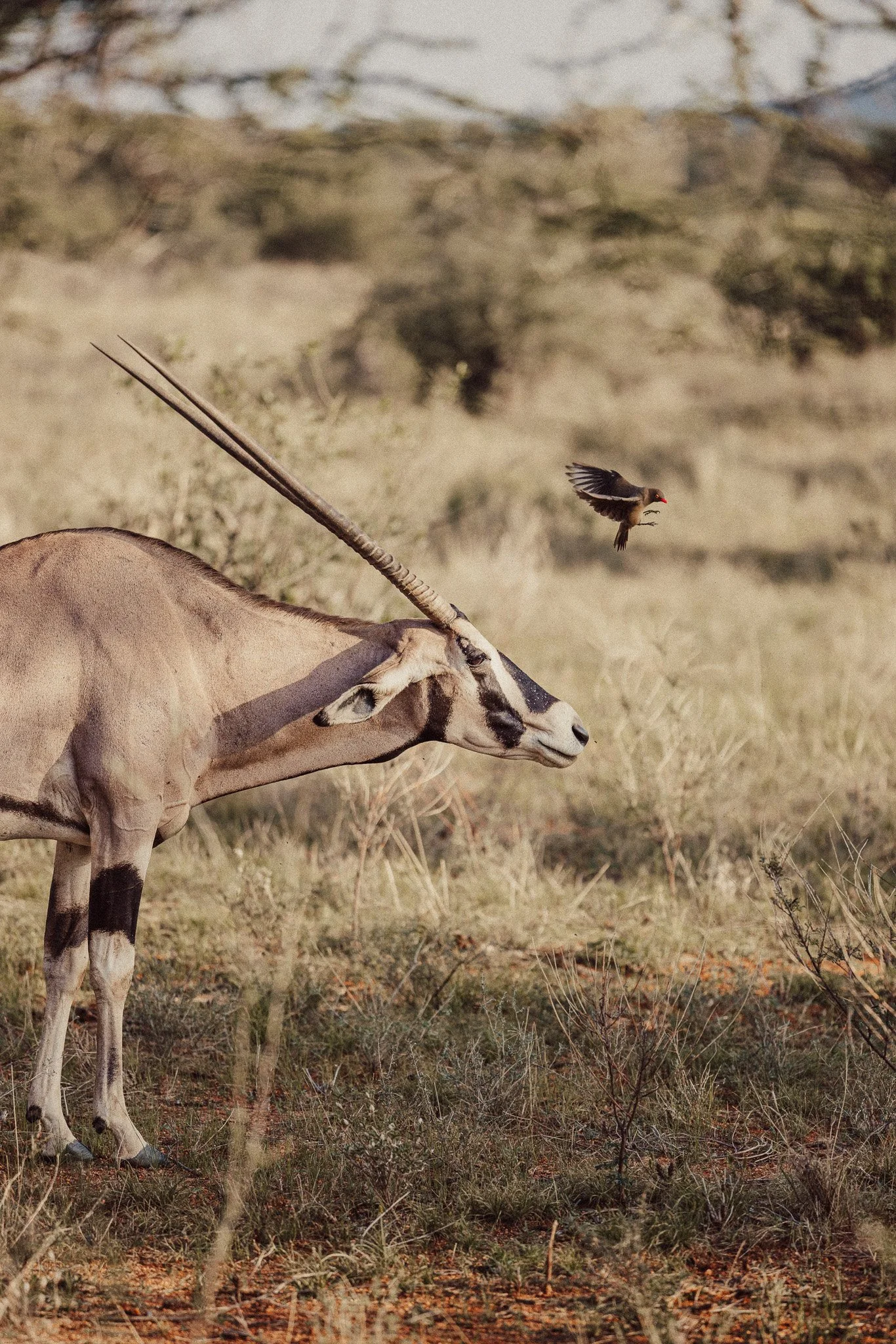 Oryks in Laikipia wildelife luxury safari 