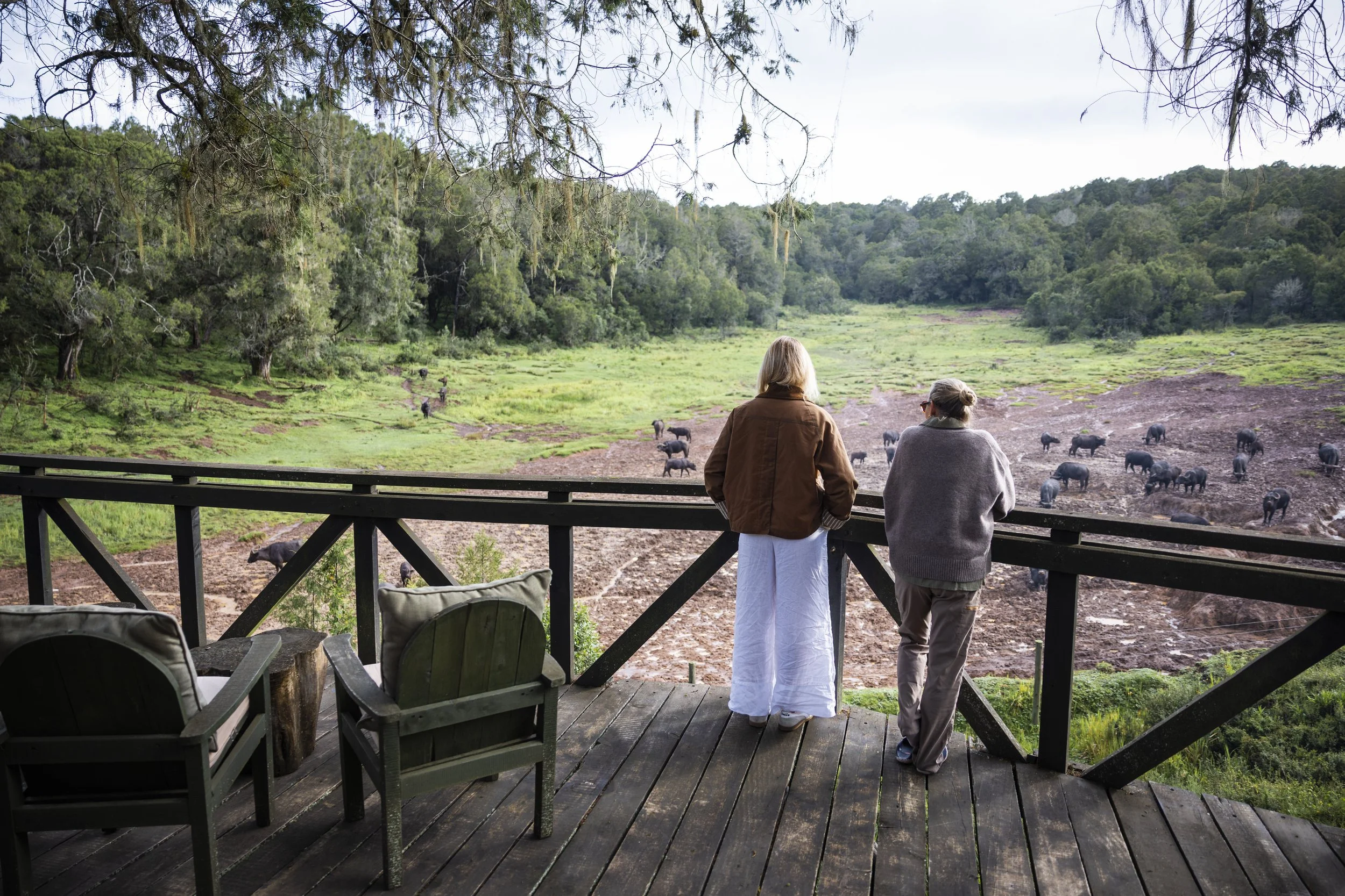 Aberdare Forest cedar retreat