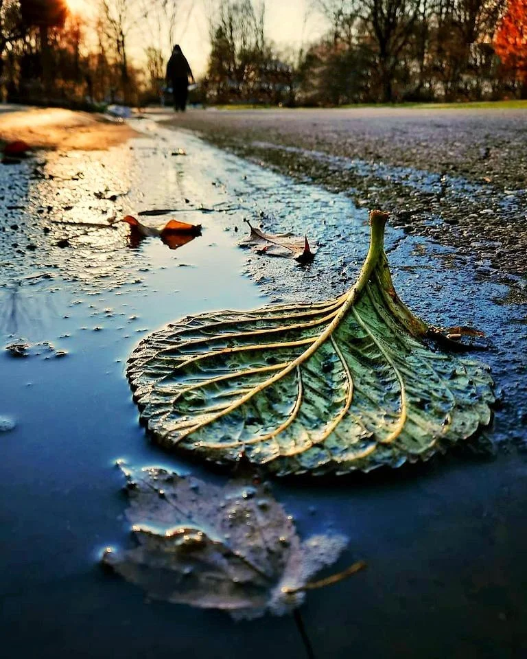 leaf in puddle edited (1).jpg