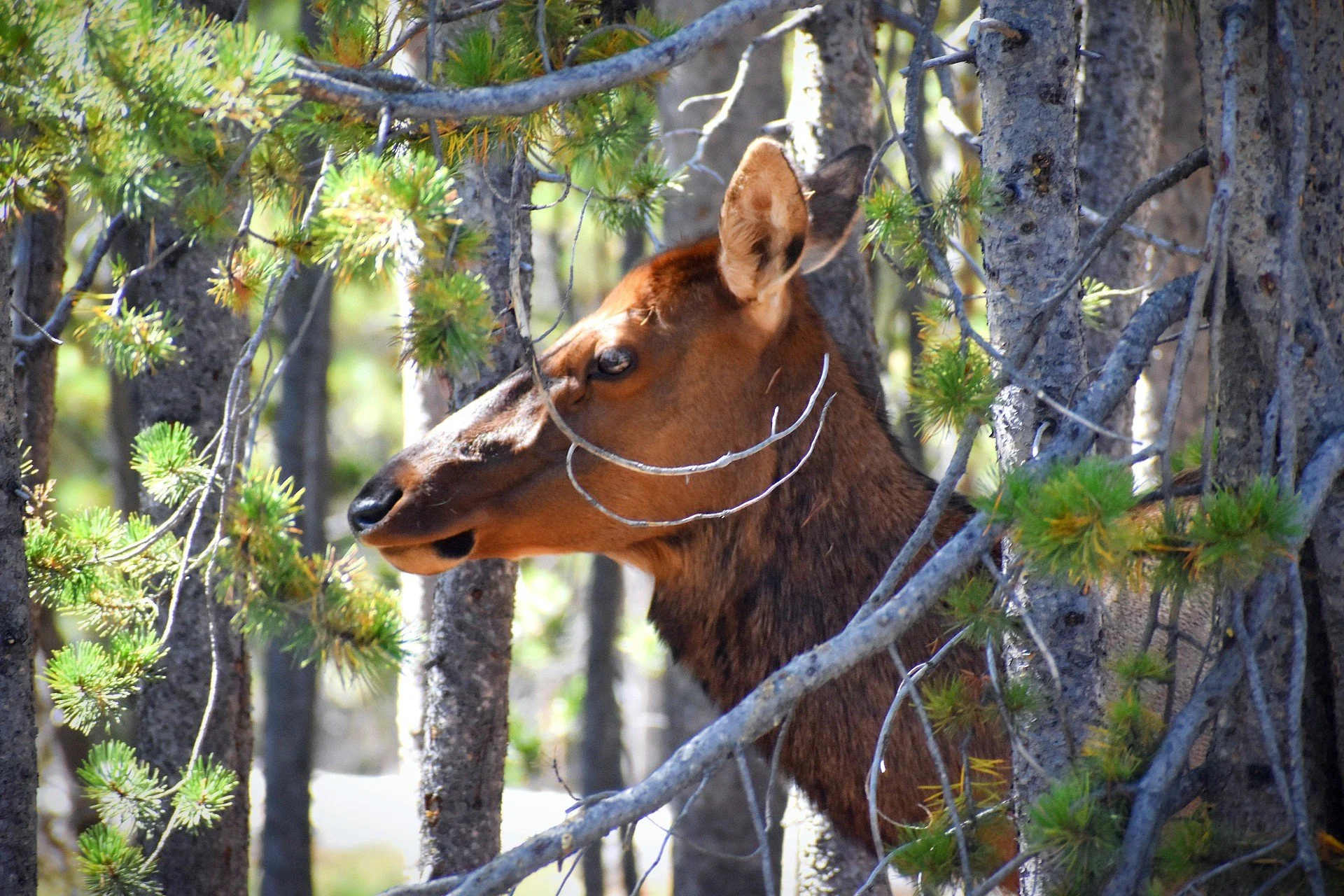 Elk_1.jpg