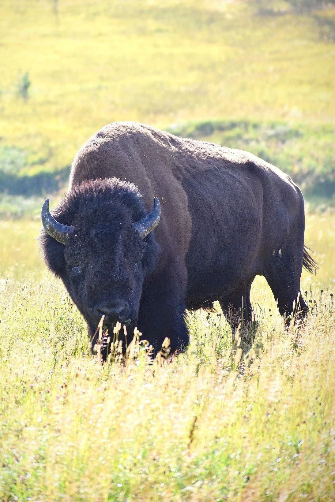 Bison_2.jpg