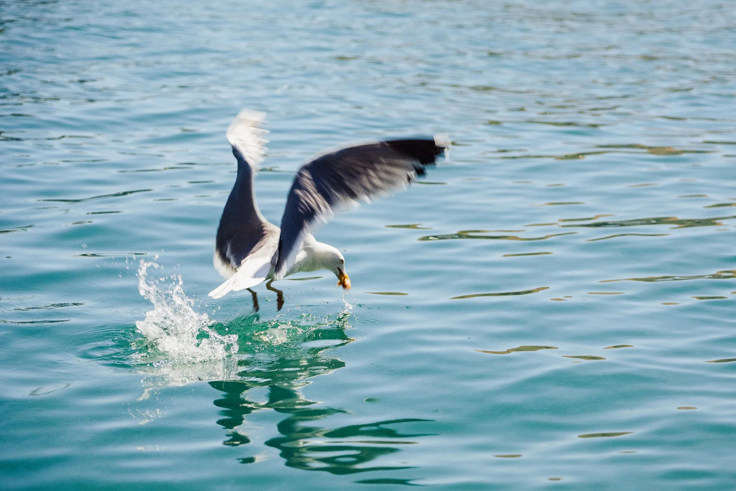 DSC_0551.jpg