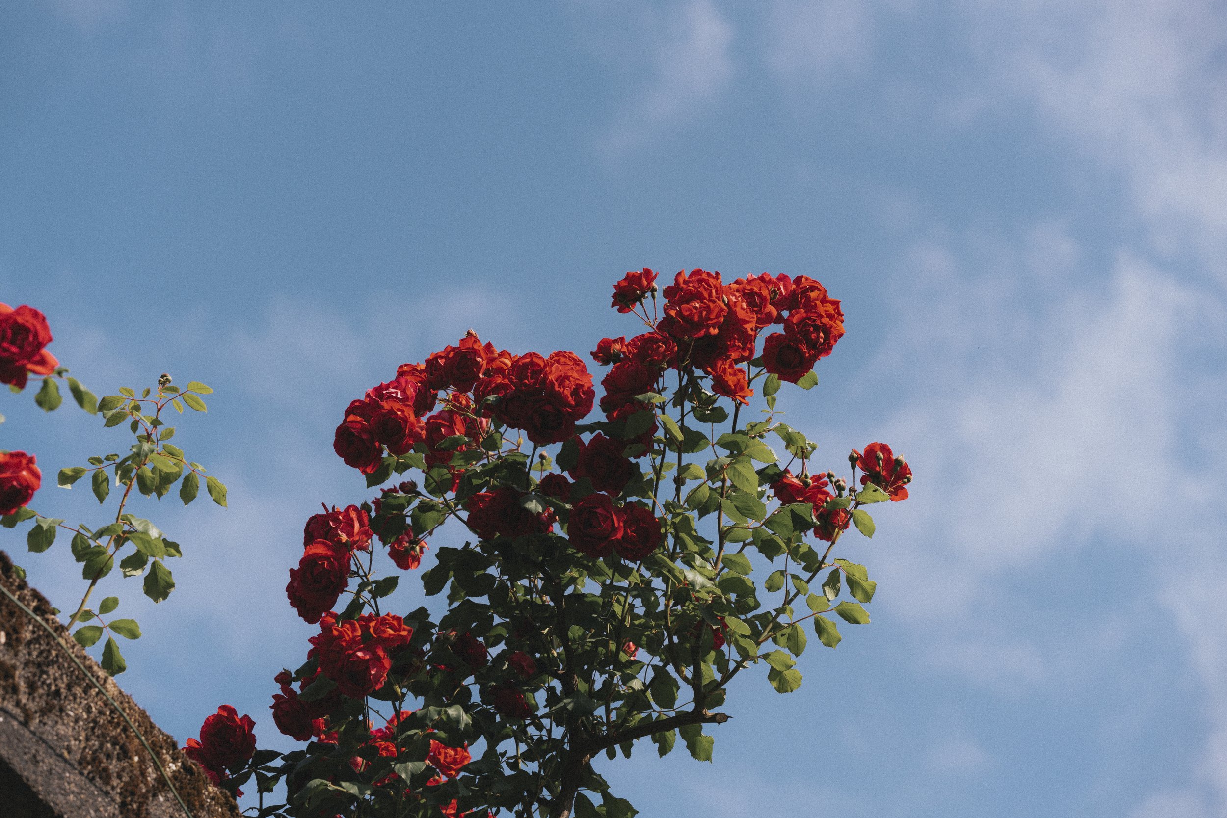 tryoutflowers-6.jpg
