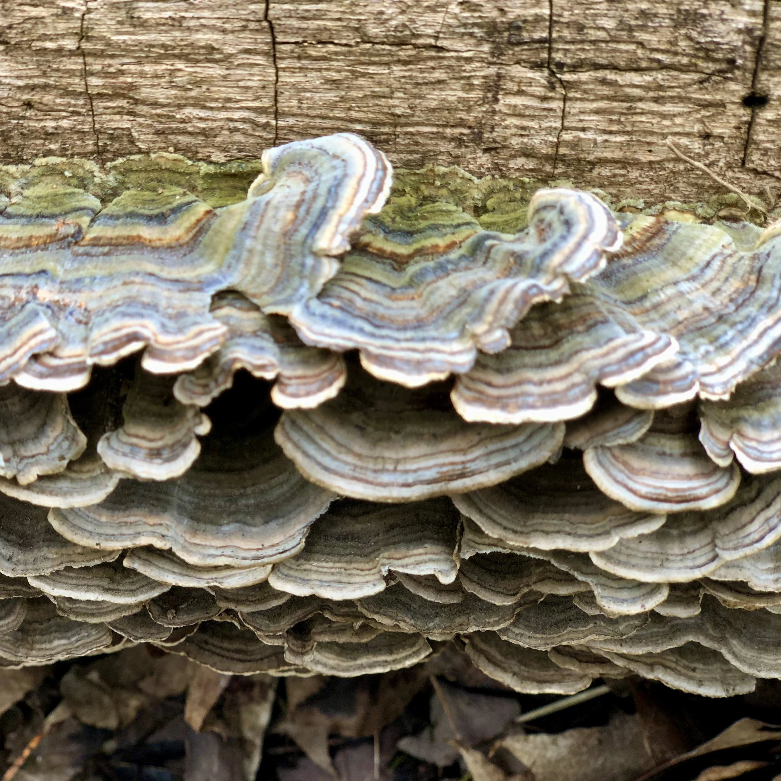 turkey tail.jpeg
