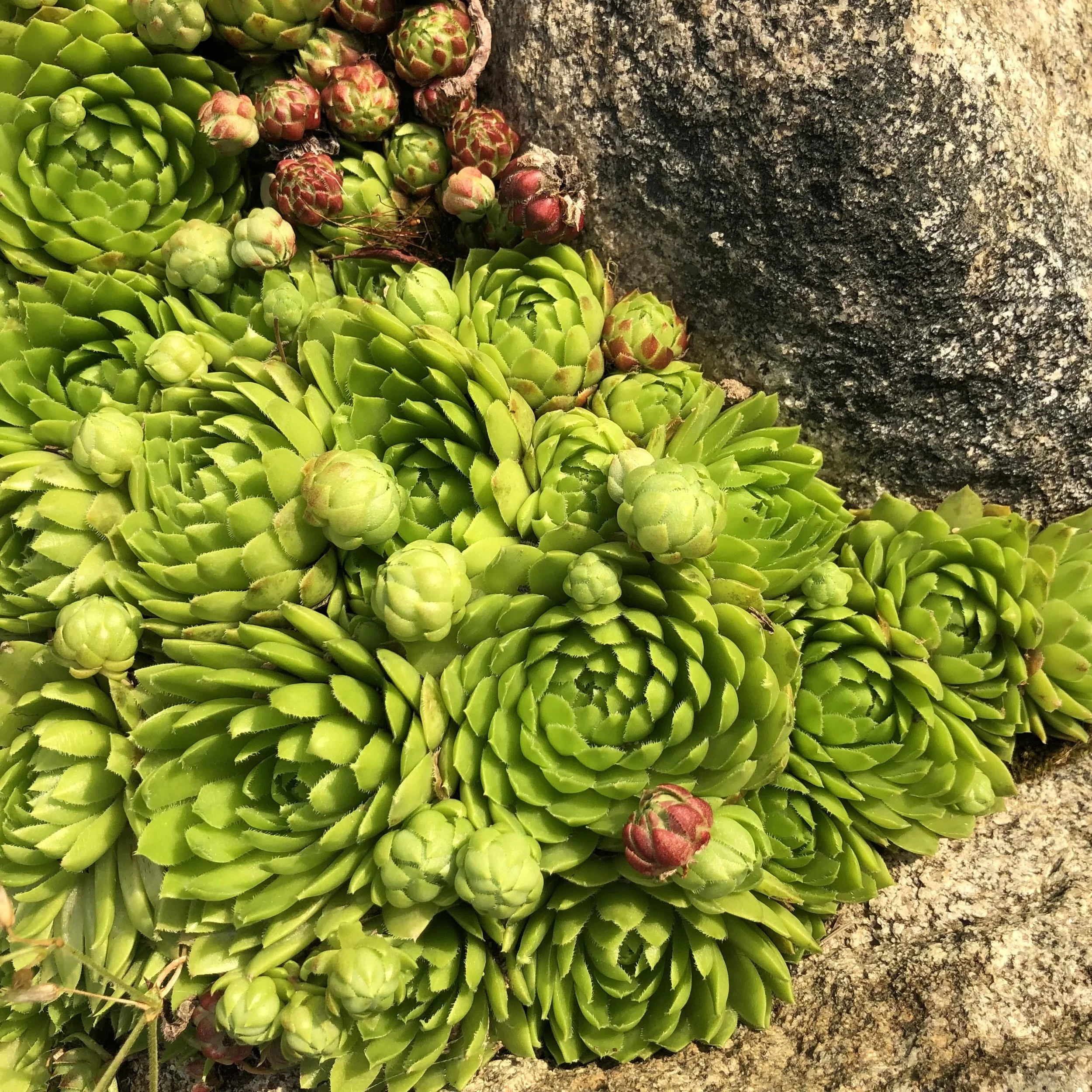 hens and chicks.jpeg