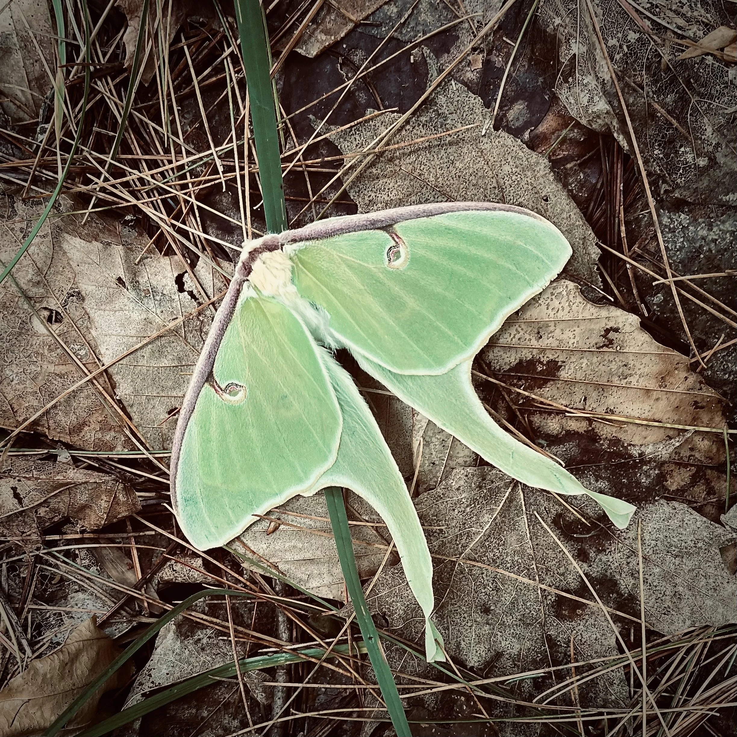 luna moth.jpeg