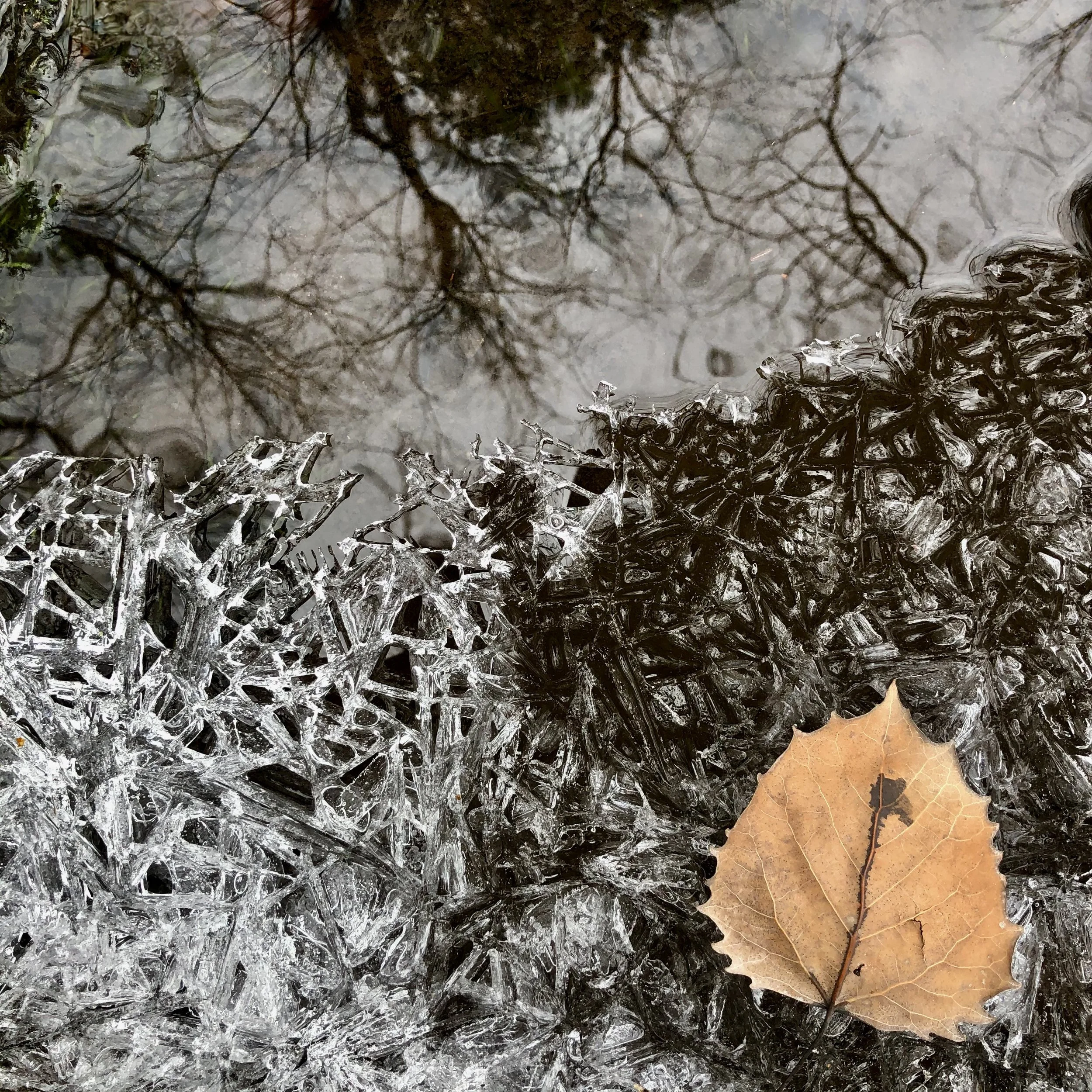 ice and leaf.JPG