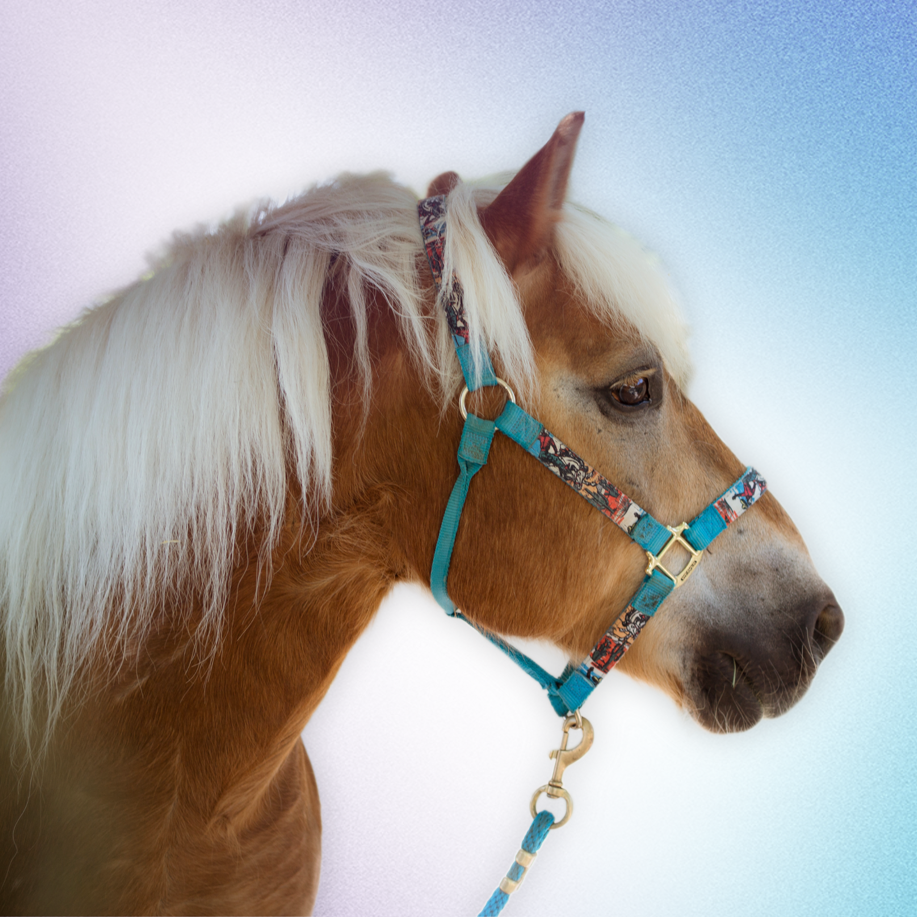 Healing The Healer: Leo Fundraiser