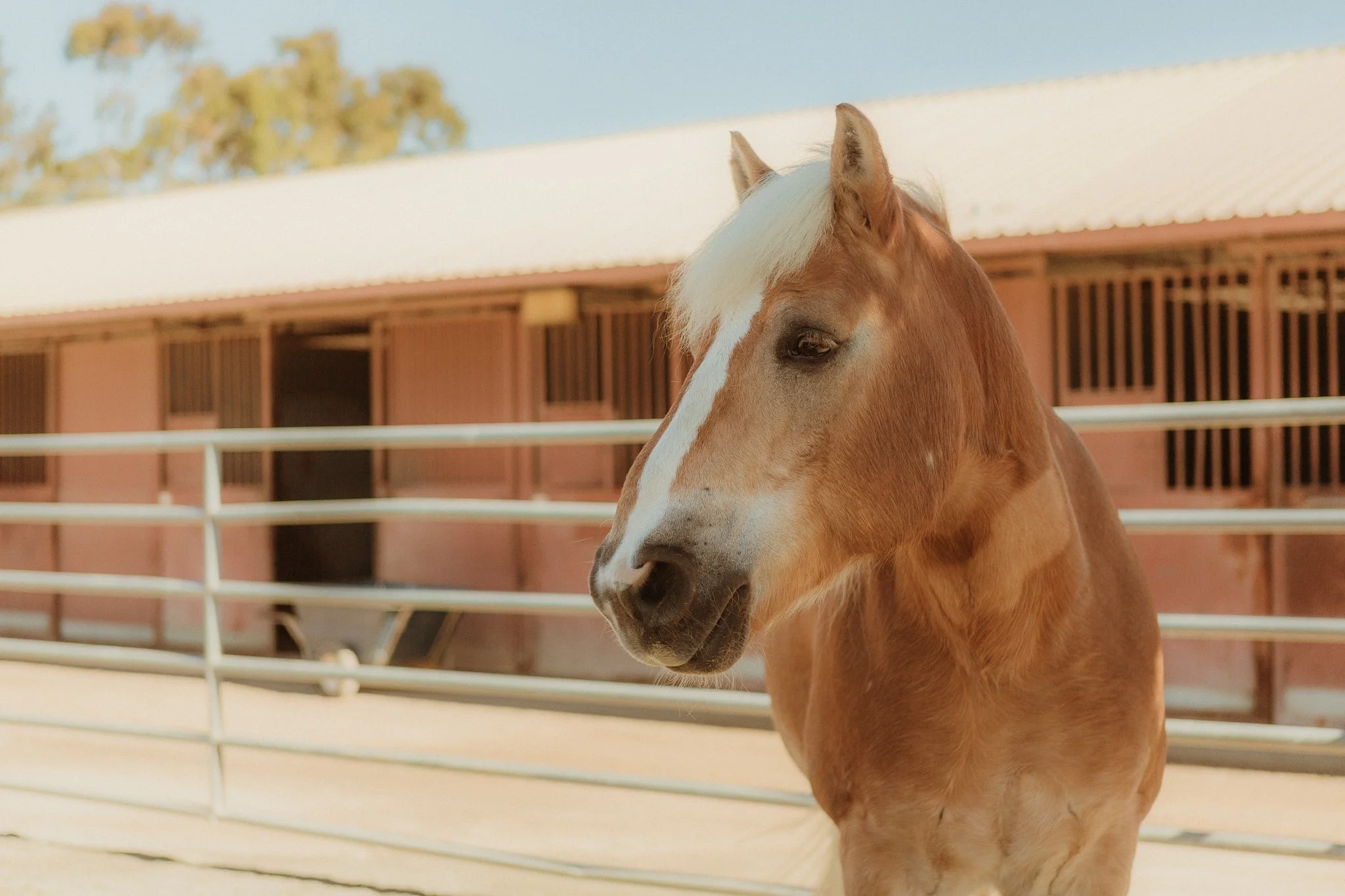 Walk_Intuit_Costa_Mesa_OC_Fairgrounds_Equine_Therapy_Orange_County_-207.jpg