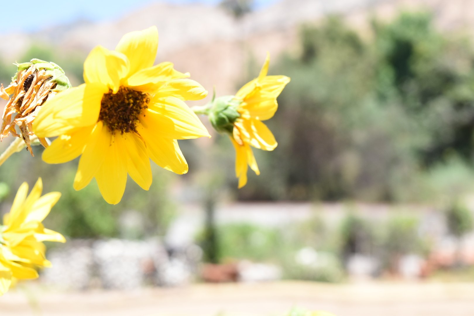 Altadena Wild - Altadena, CA