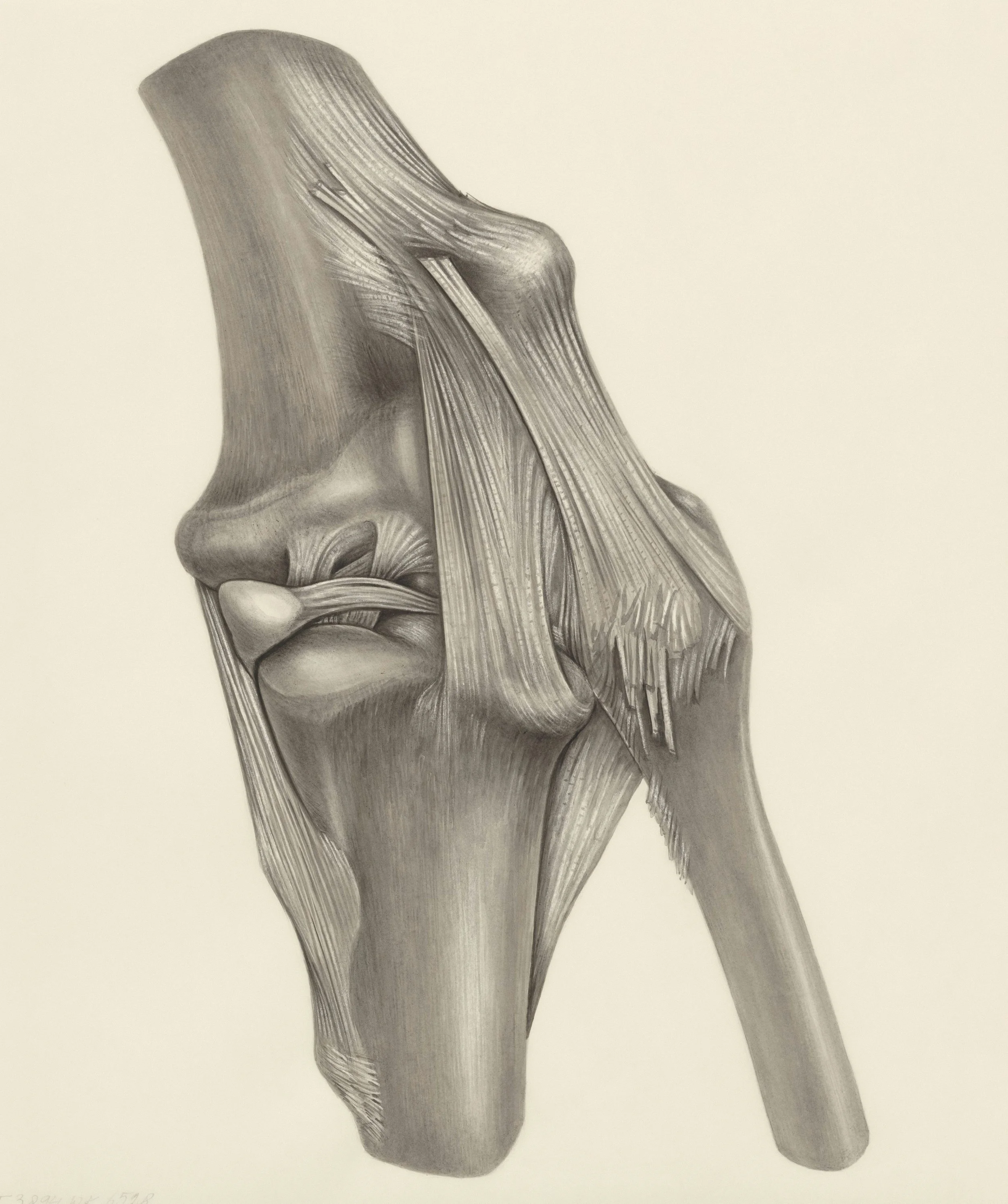 What Are Tendons?