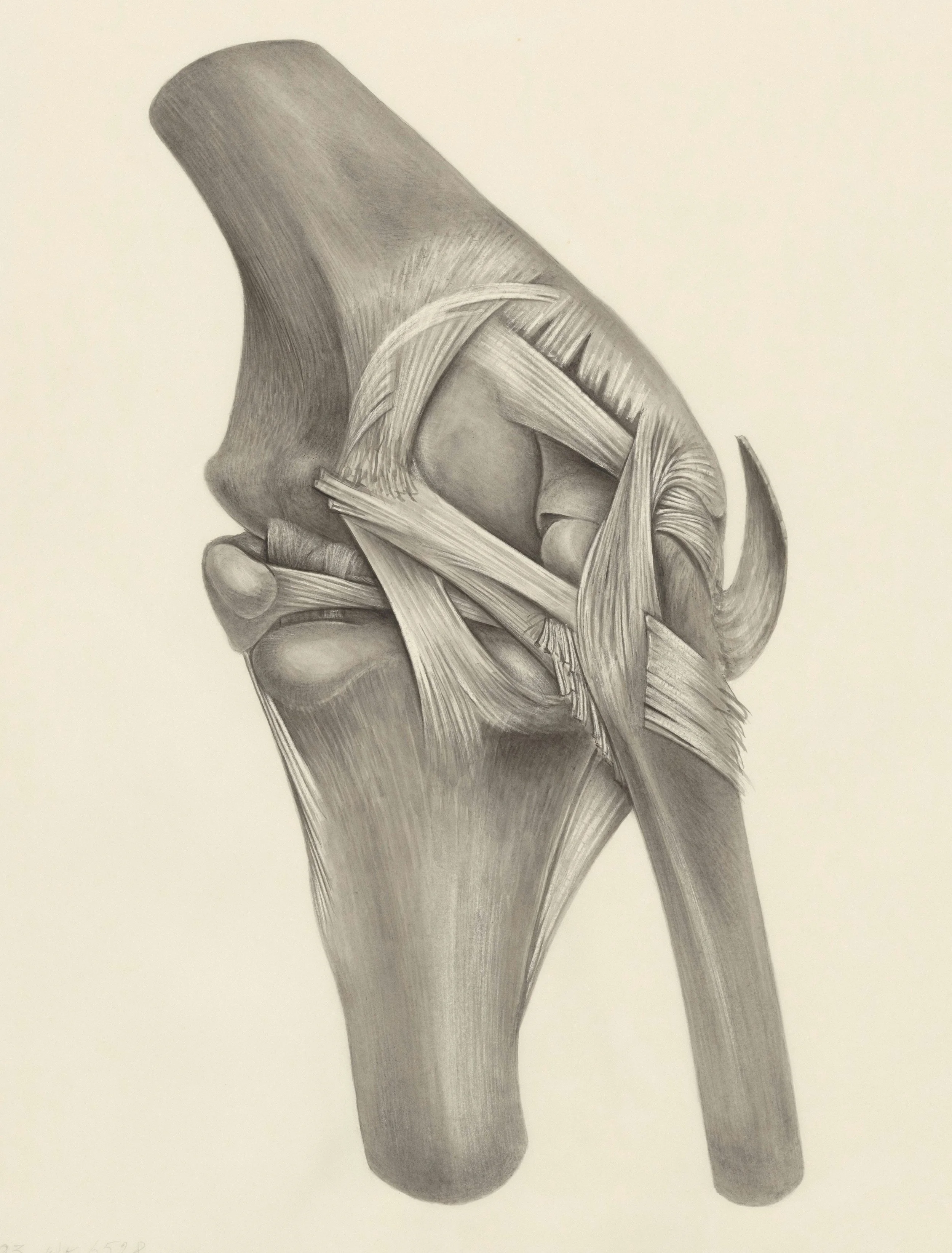 How Tendons Work