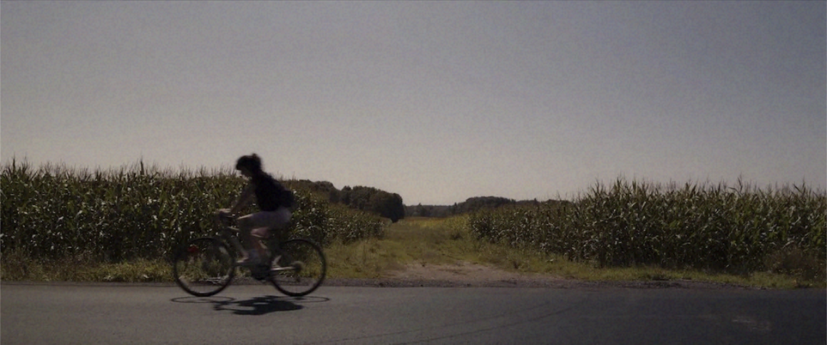 Person riding a bicycle past a cornfield on a sunny day.