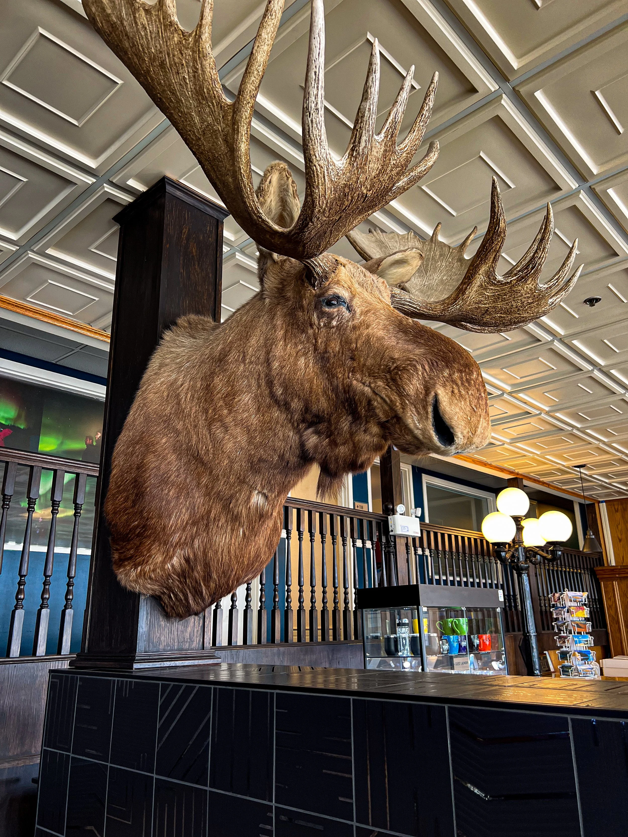A large mounted moose head with antlers displayed on a dark wooden wall inside a building.