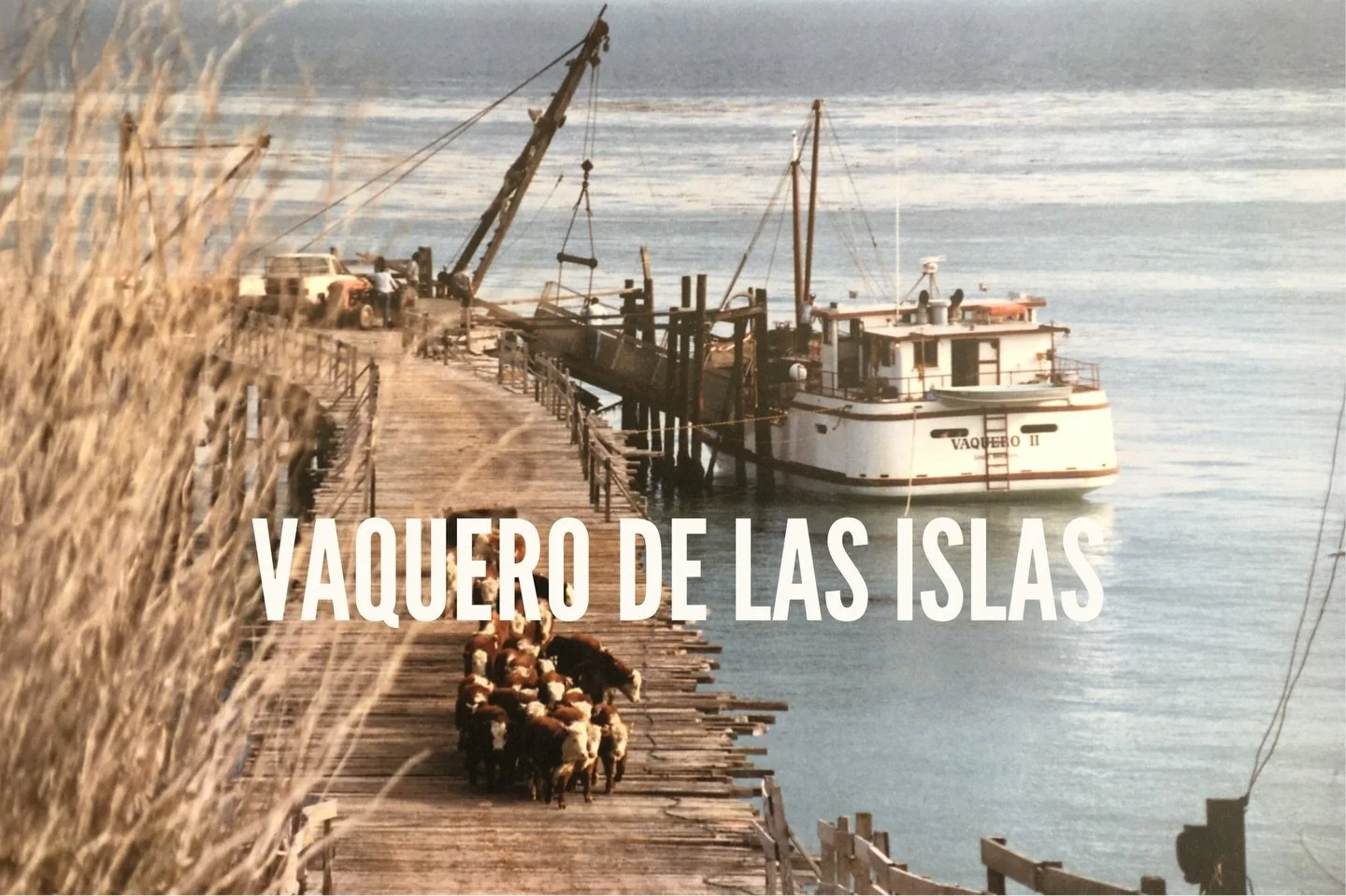 The majestic Channel Islands - 8 archipelago islands, a rich history with stories told and untold. Ranching is a huge part of that story. The Islands offered open range, freshwater, and off-season grass growing that was prime for livestock.

Santa Ro