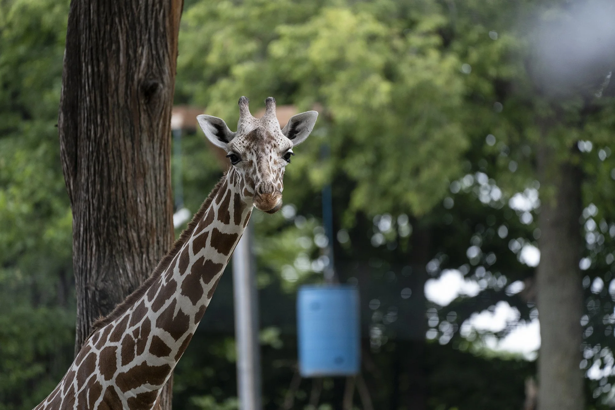 A close-up of a baby giraffe peeking around a tree trunk in a green outdoor setting.