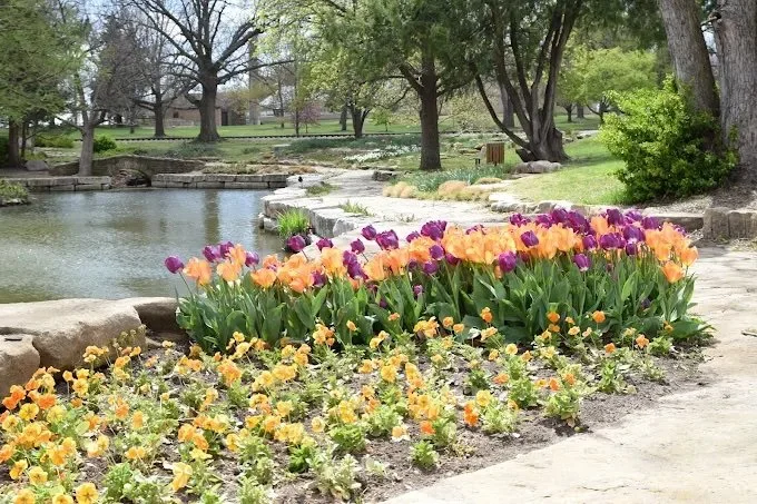 Colorful tulips and pansies blooming along a stone pathway near a pond in a park with trees and greenery.