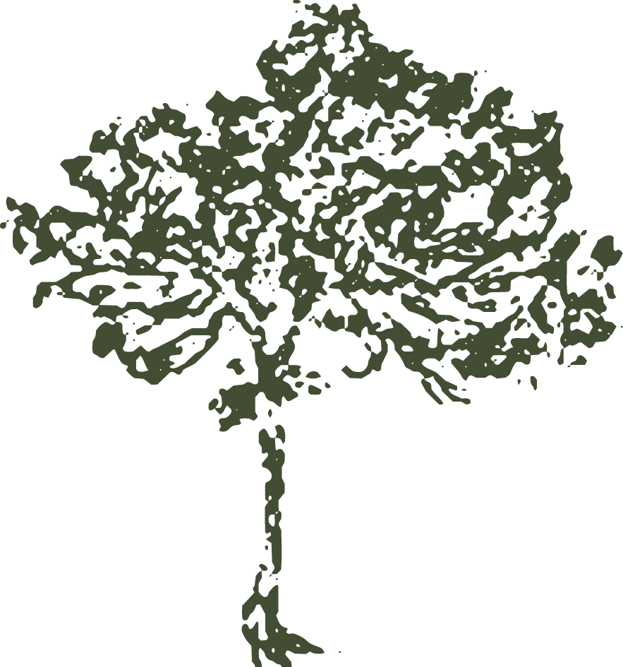 Silhouette of a tree with a detailed canopy and a slender trunk.