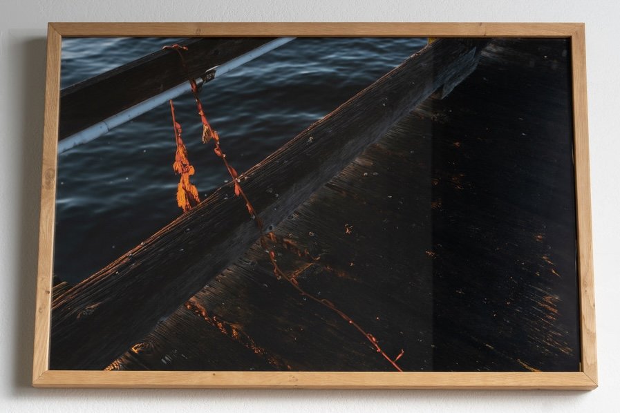 Kelp.jpeg