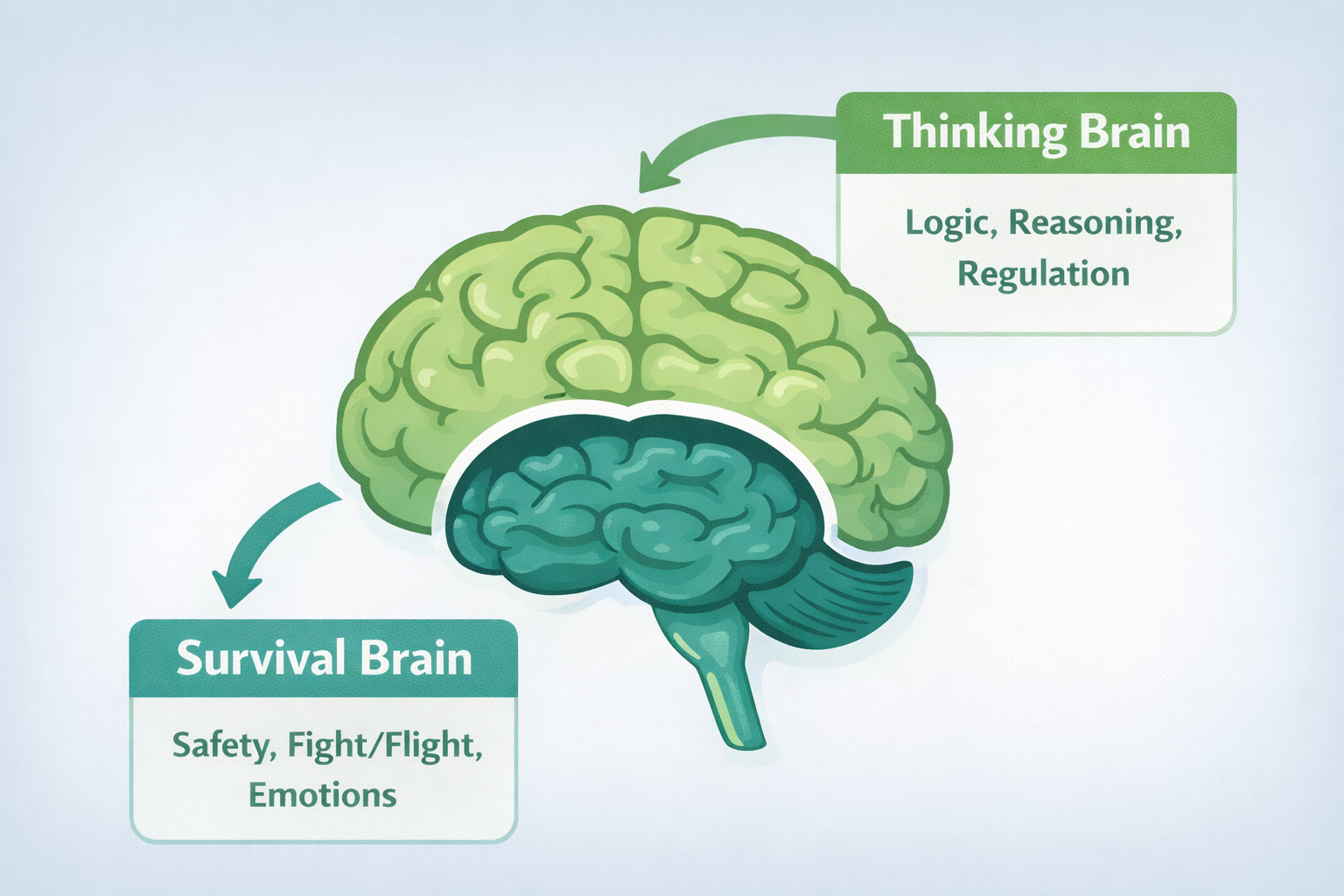A brain illustration with two labeled regions. The upper cortex is labeled 'Thinking Brain' (logic, reasoning, regulation). The lower brainstem and limbic region is labeled 'Survival Brain' (safety, fight/flight, emotions).
