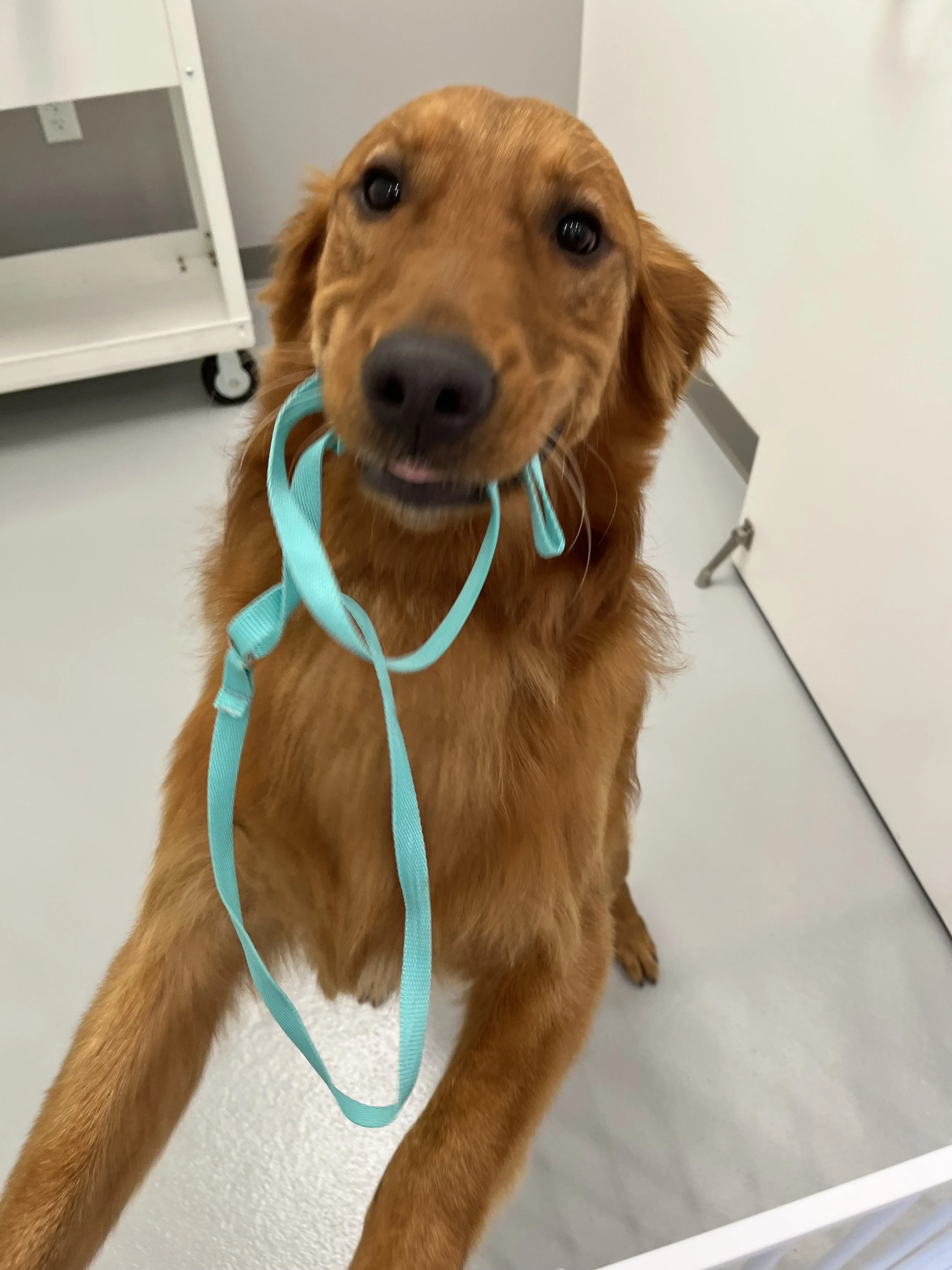 Dapper-Dogs-Golden-Retriever-Grooming-Eden-Prairie.jpeg