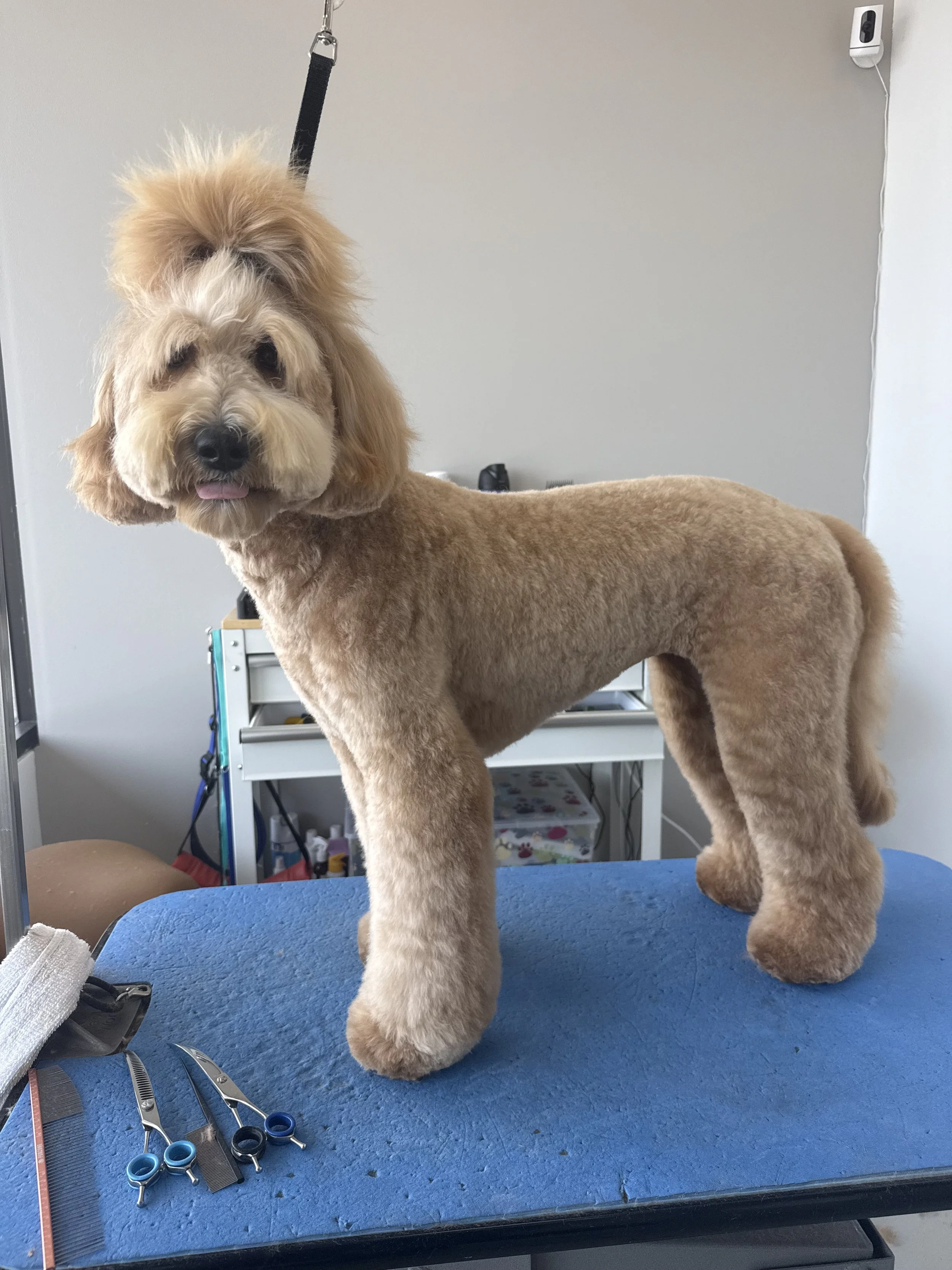 Dapper-Dogs-Custom-Haircuts-Styling-Grooming-Eden-Prairie.jpeg