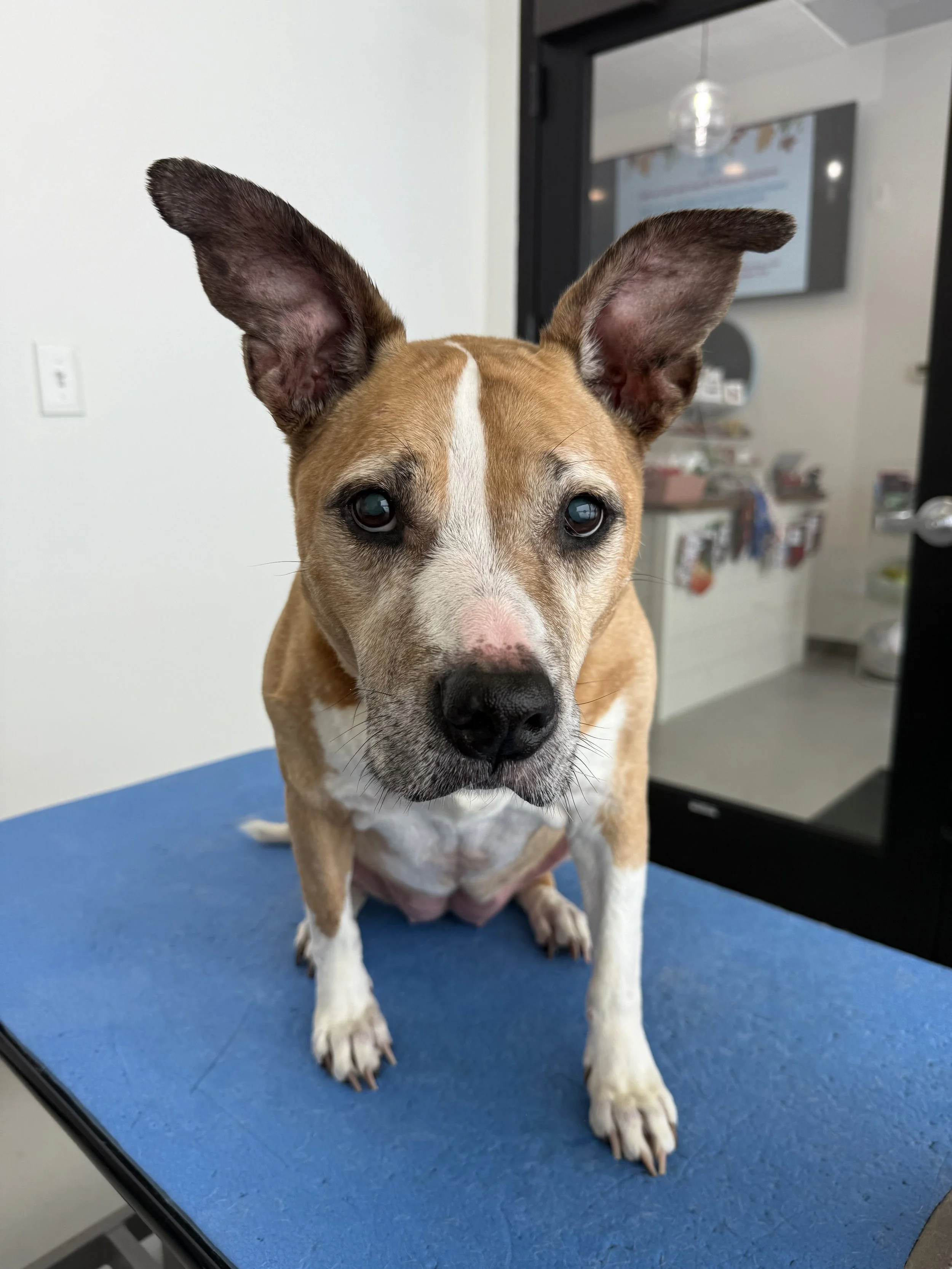 Dapper-Dogs-Pittie-Mix-Breed-Full-Service-Bath-Grooming-Eden-Prairie.jpeg