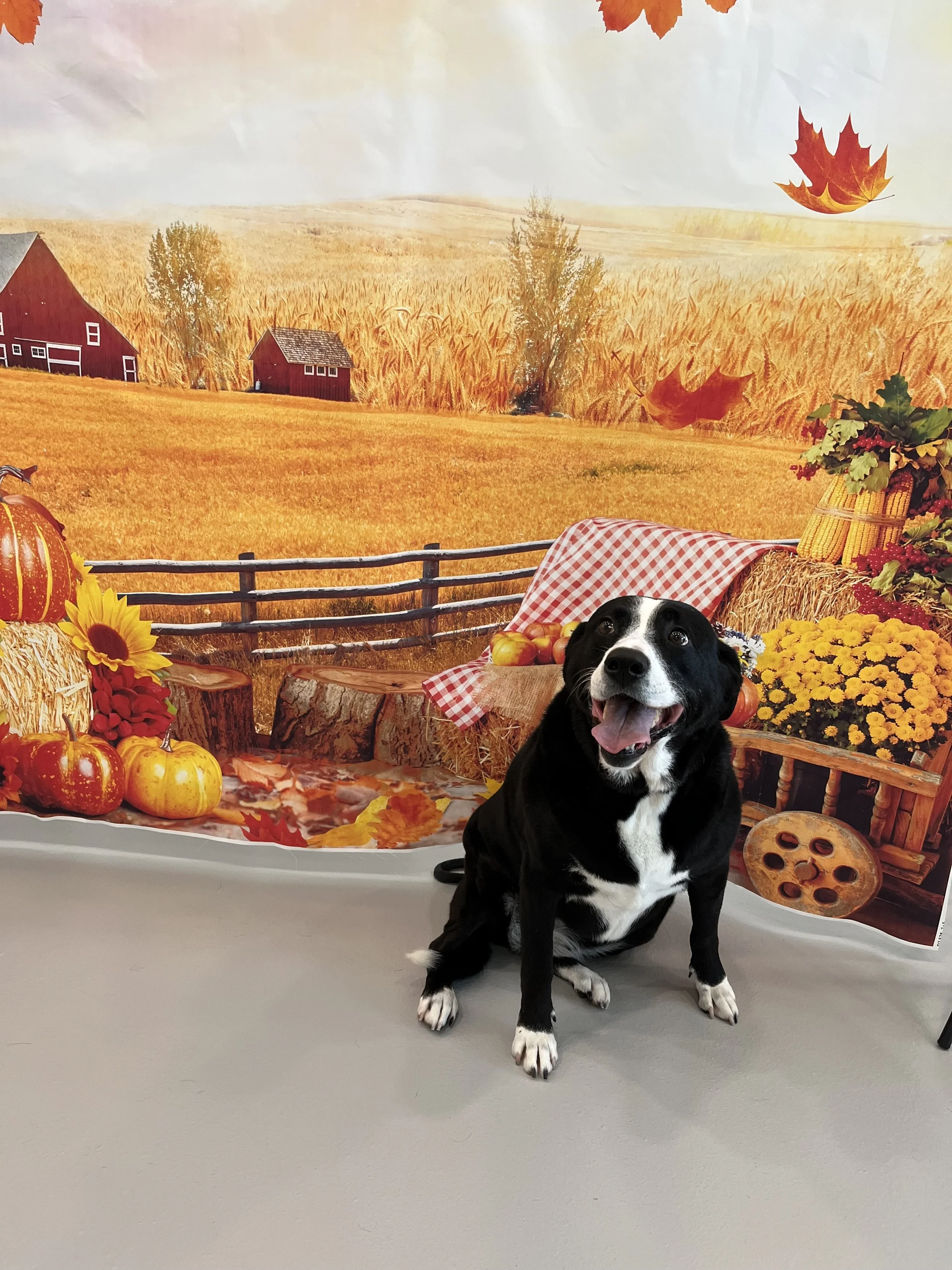 Dapper-Dogs-Eden-Prairie-full-service-baths 4.jpg