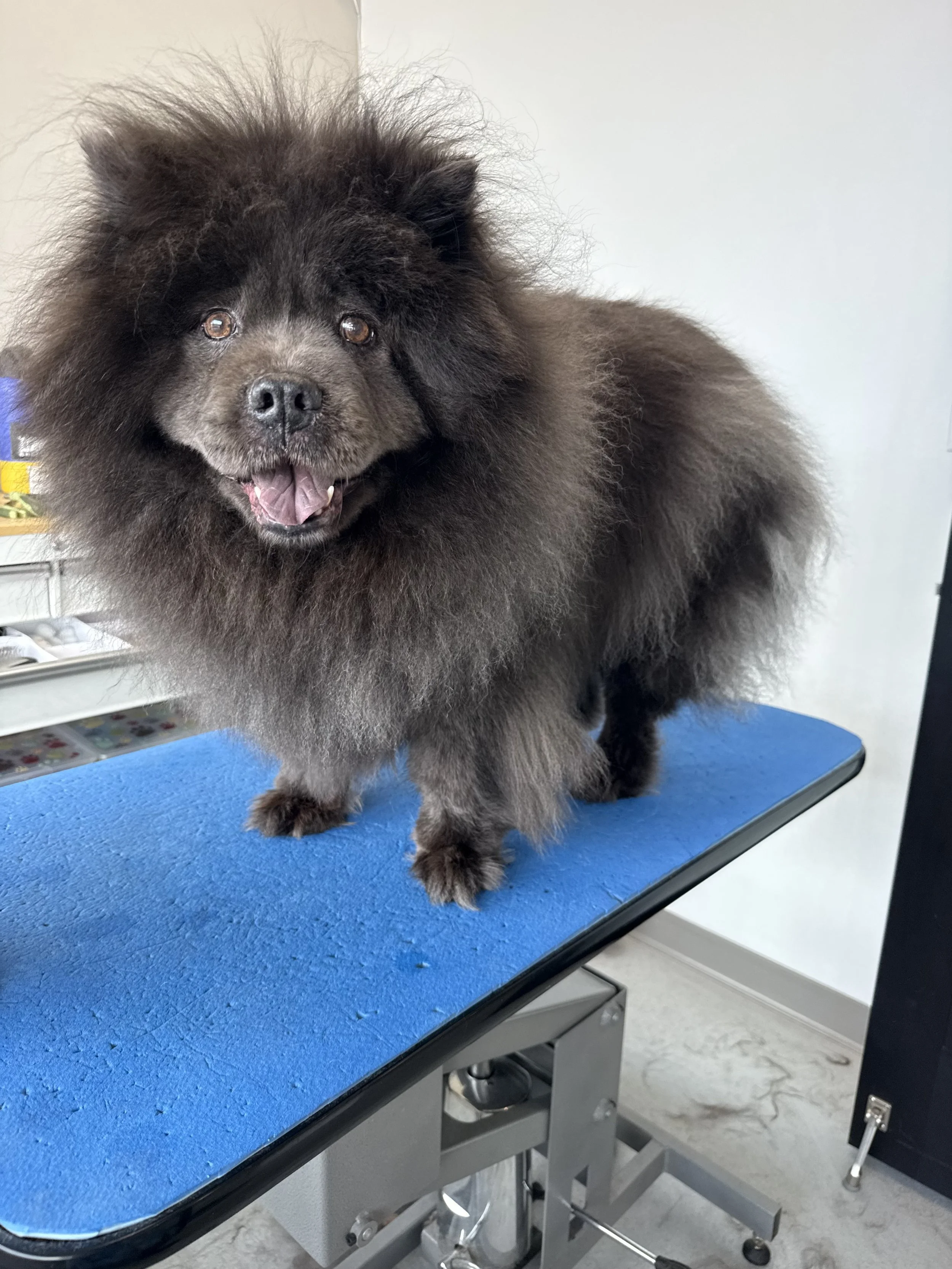 Dapper-Dogs-Chow Chow-Long-Hair-Grooming-Eden-Prairie.jpeg