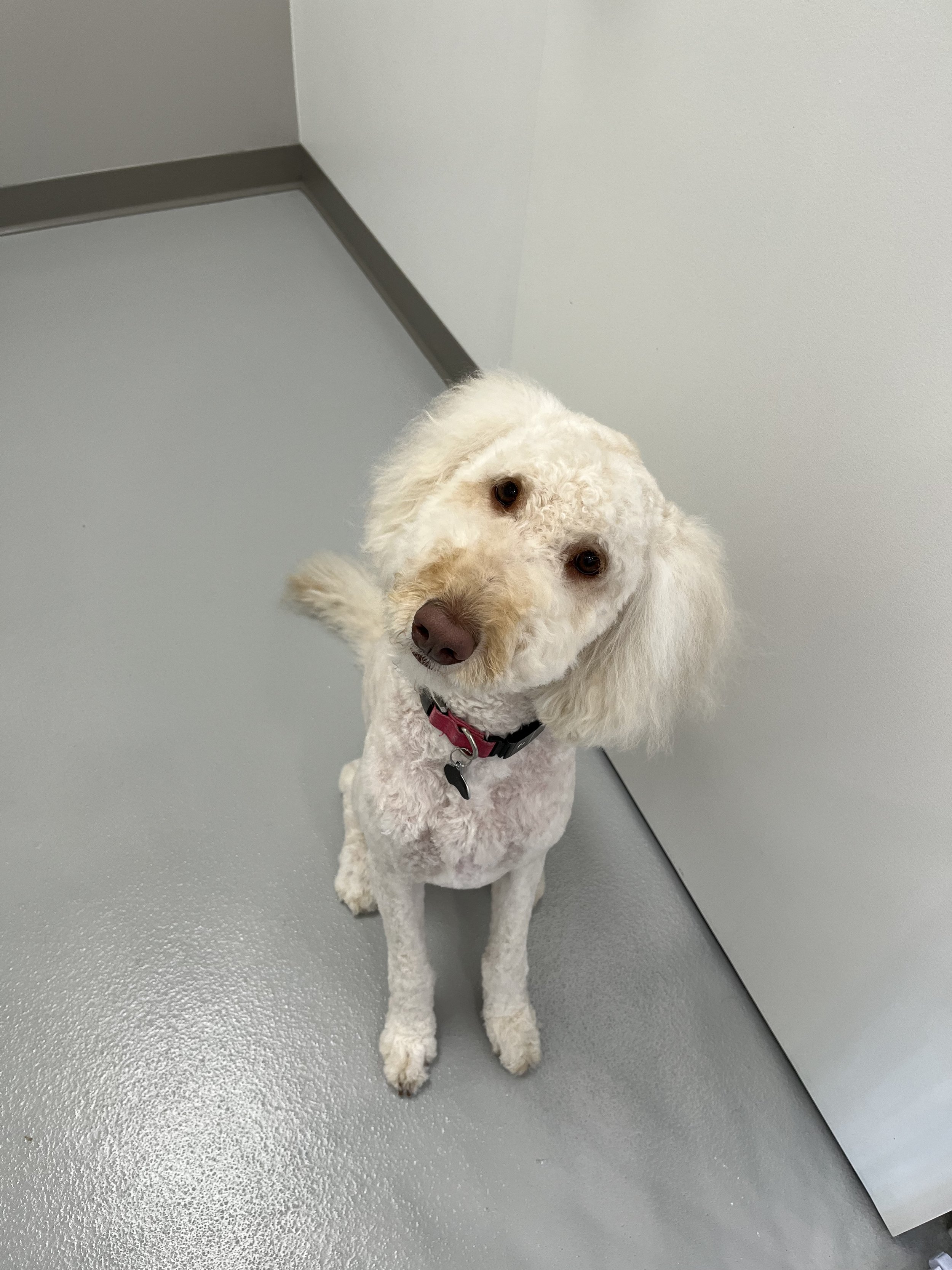 Dapper-Dogs-Doodle-Grooming-Eden-Prairie.jpeg