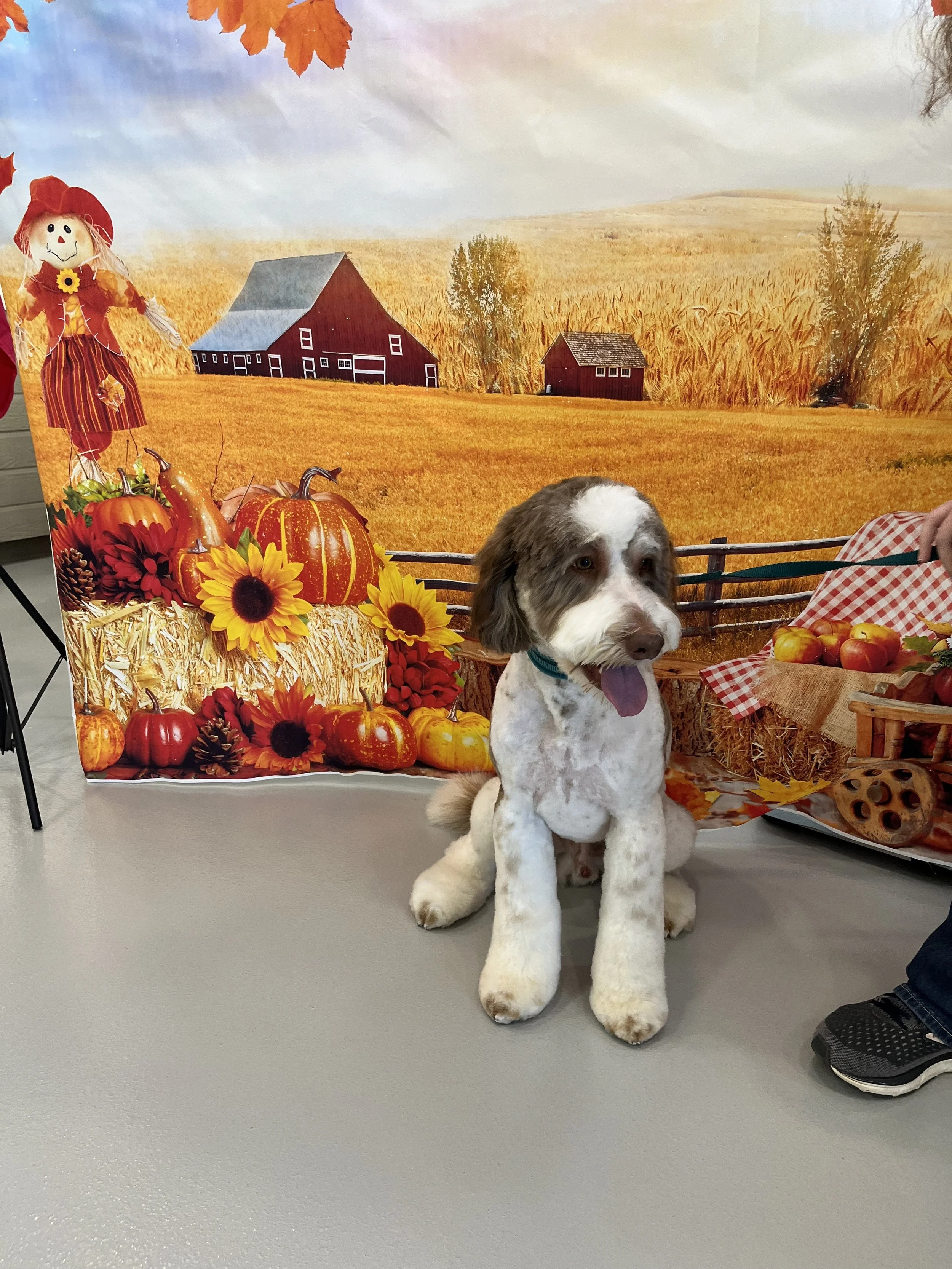 Dog-Grooming-Dapper-Dogs-Eden-Prairie-doodle-large 4.jpg