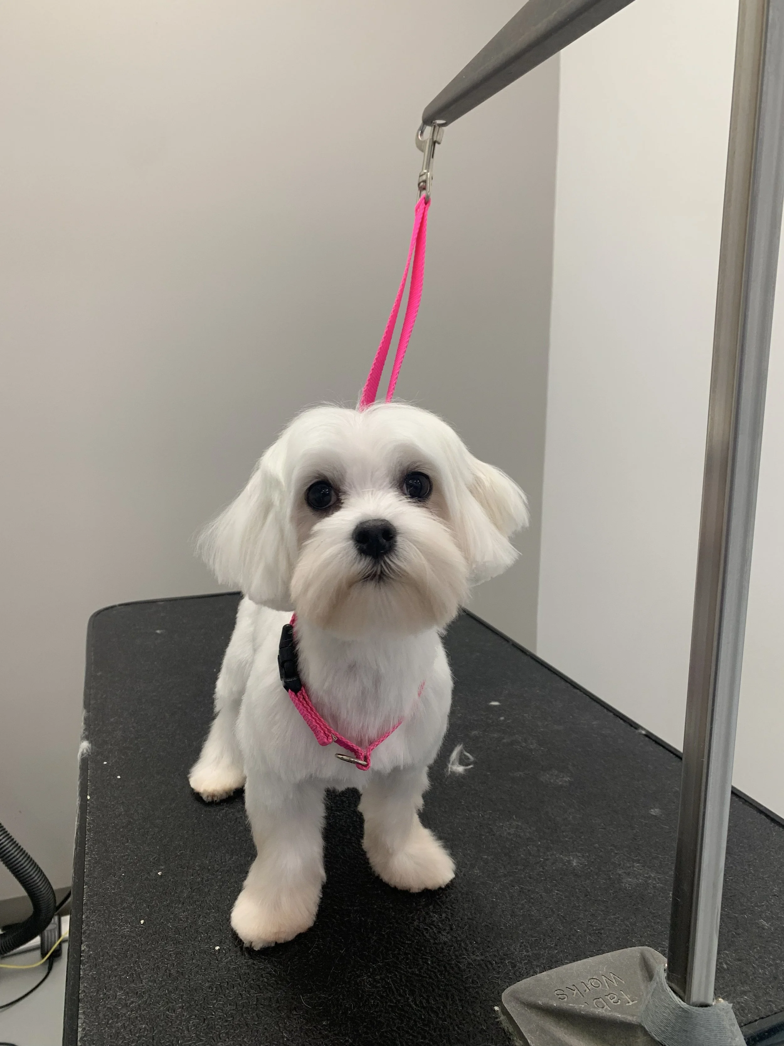 Dog-Grooming-Dapper-Dogs-Eden-Prairie-Maltese.jpg