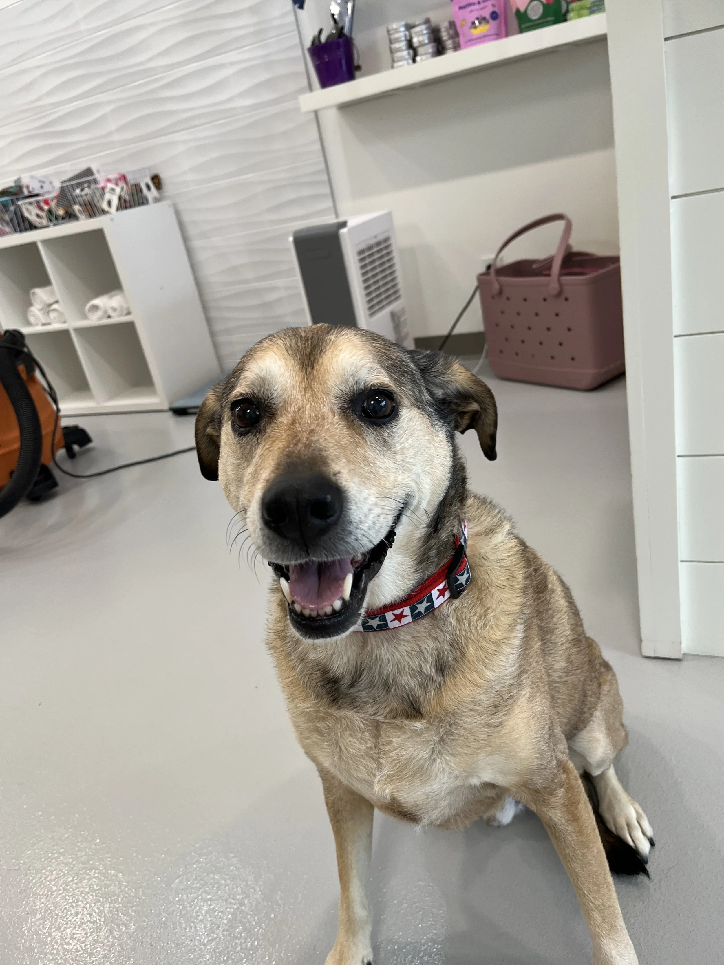 Dapper-Dogs-Nail-Trims-Mixed Breeds-Grooming-Eden-Prairie.jpeg