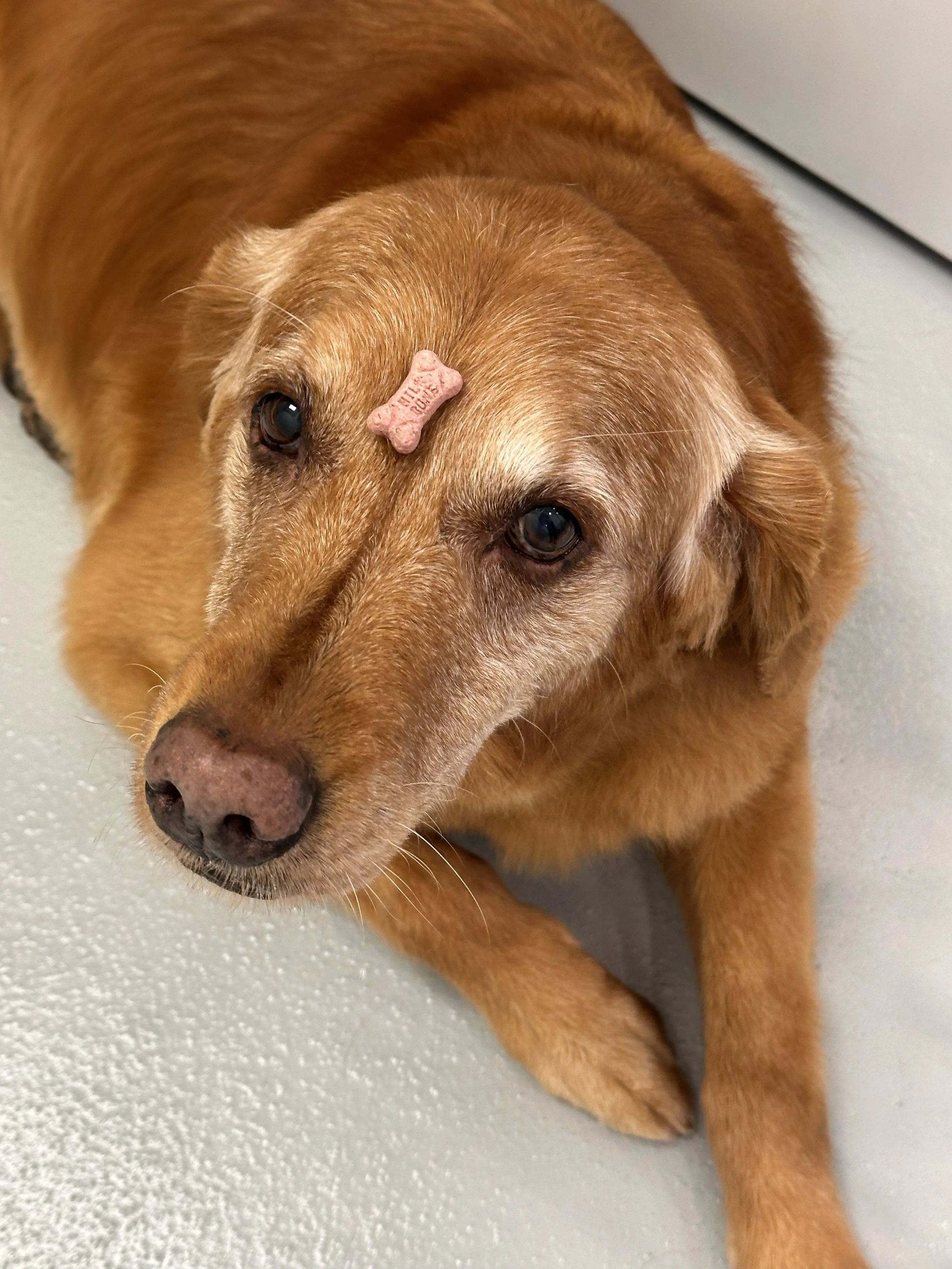 Dapper Dogs- Golden Retriever - Grooming - Coat Care .jpg