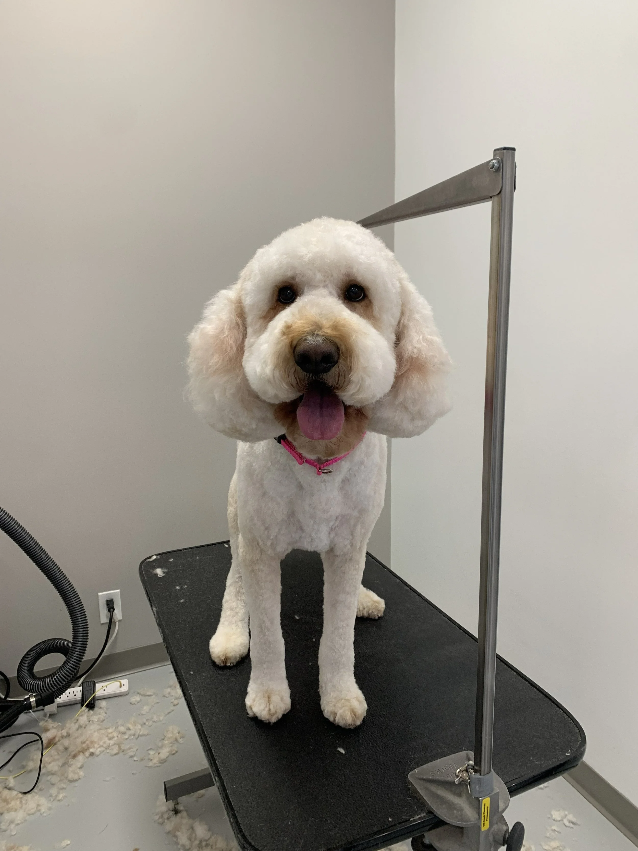 Dog-Grooming-Dapper-Dogs-Eden-Prairie-large doodle 2.jpg
