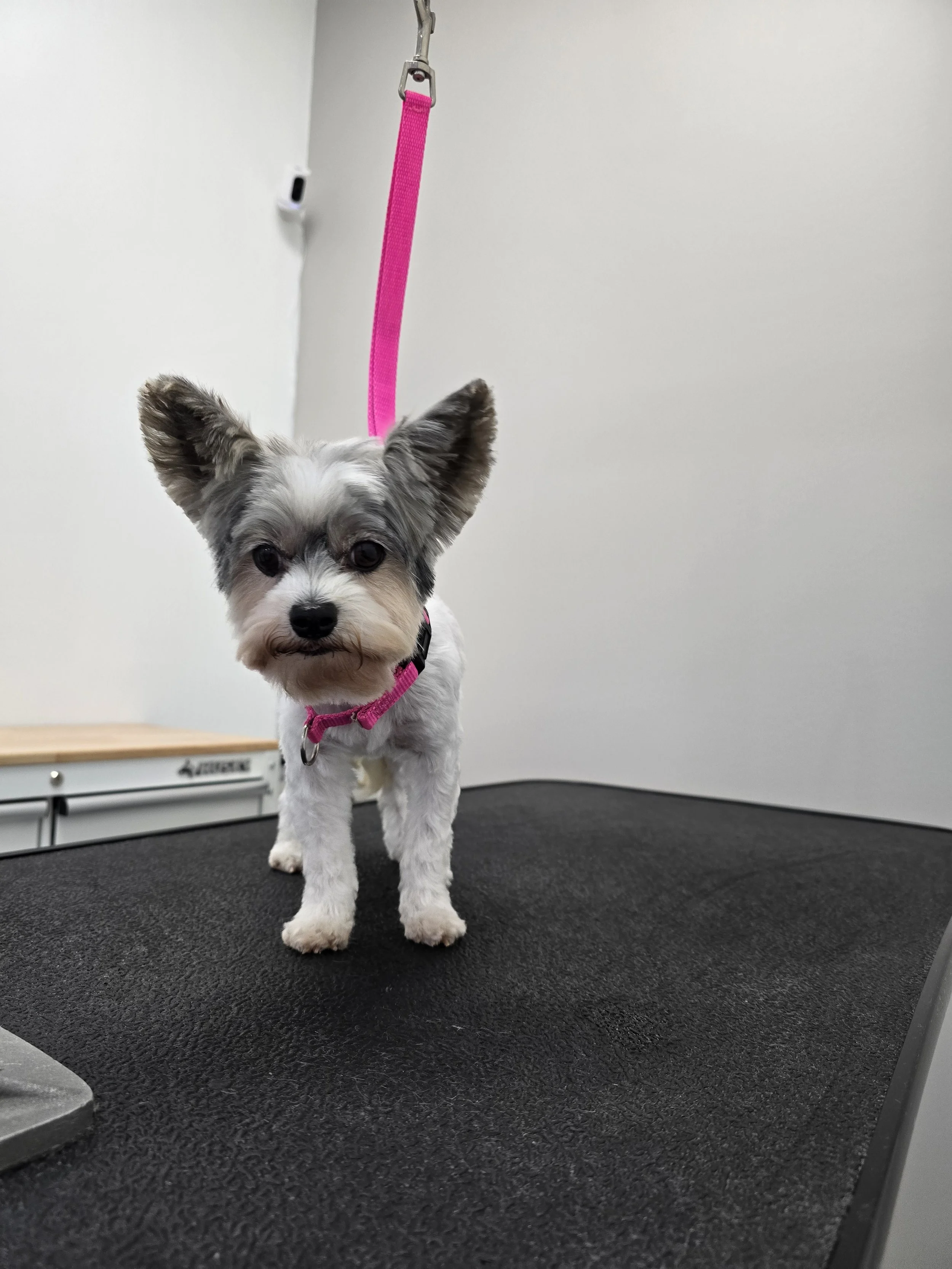 Mix Breed Picture .jpg