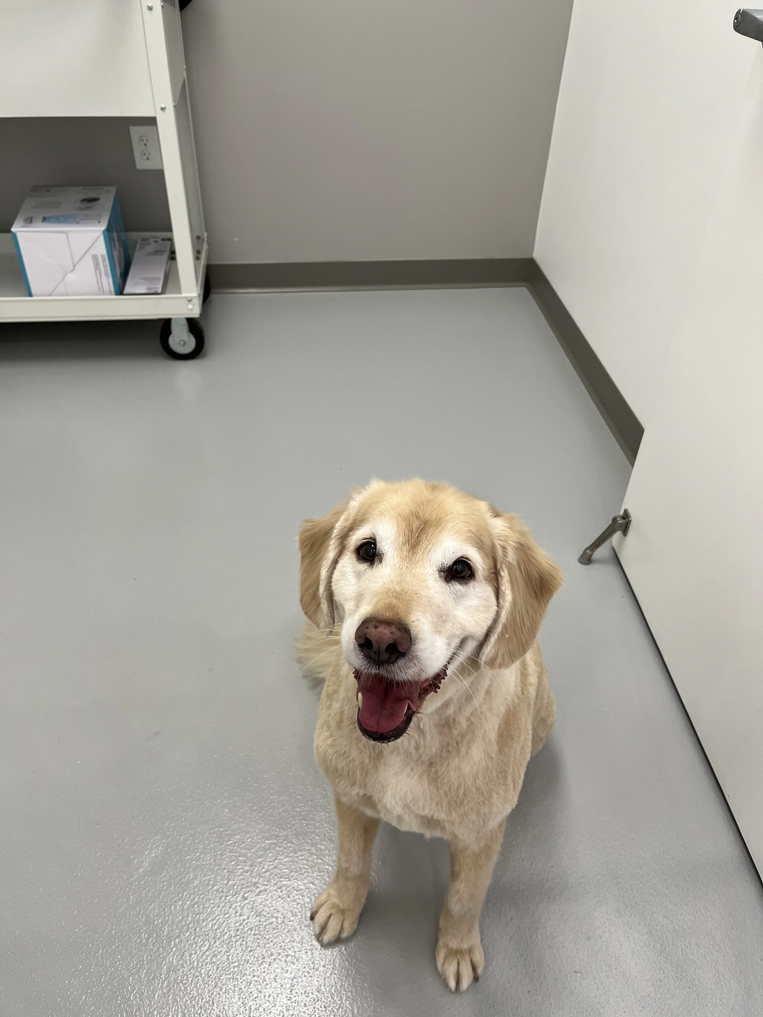 Dapper Dogs- Grooming-Golden Retriever-Older-Dogs-Eden- Prairie.jpeg