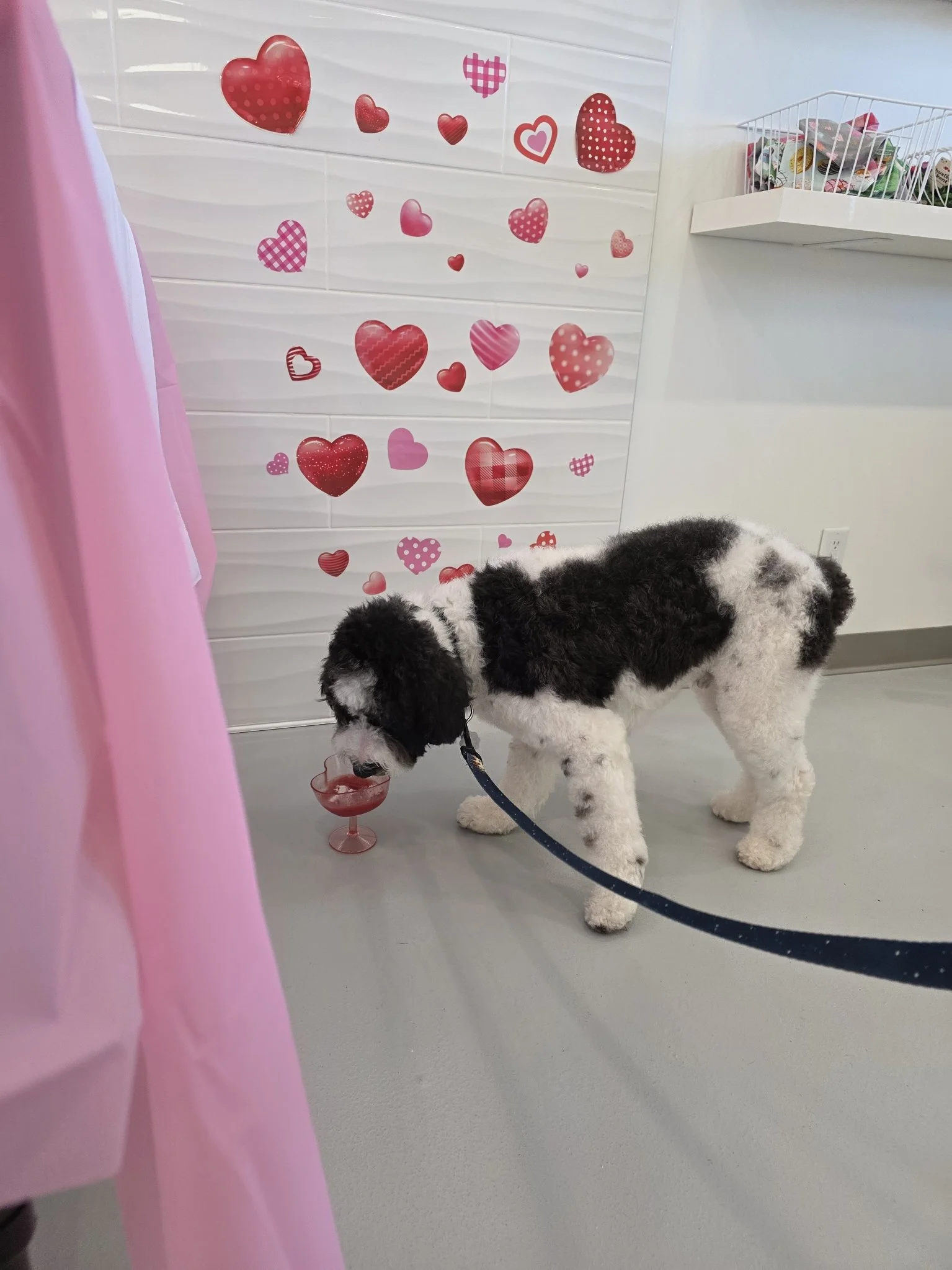 Dapper-Dogs-Eden-Prairie-Valentine-Event 2.jpg