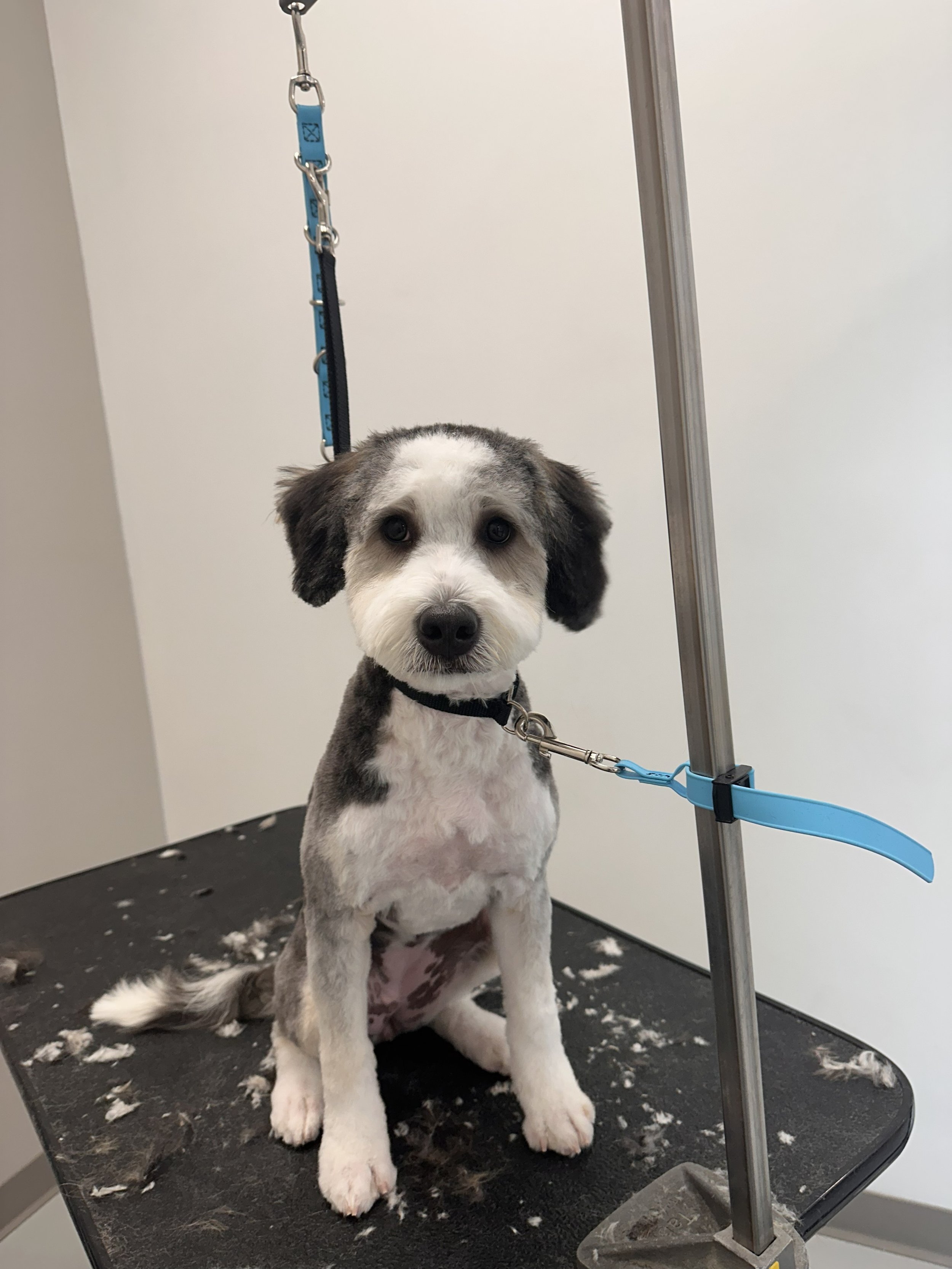 Dapper -Dogs- Eden Prairie- Coat Care - Dog Grooming.jpg