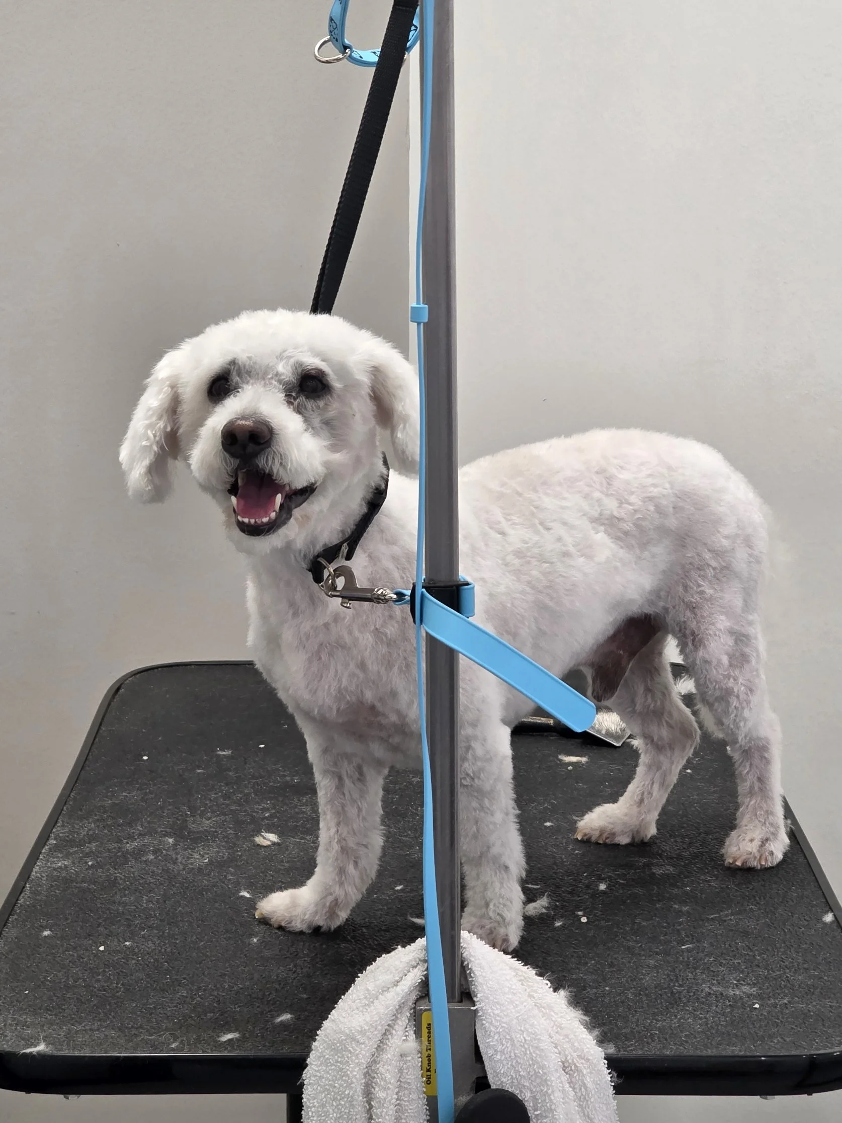 Dog-Grooming-Dapper-Dogs-Eden-Prairie-Doodles-Jordyn .jpg