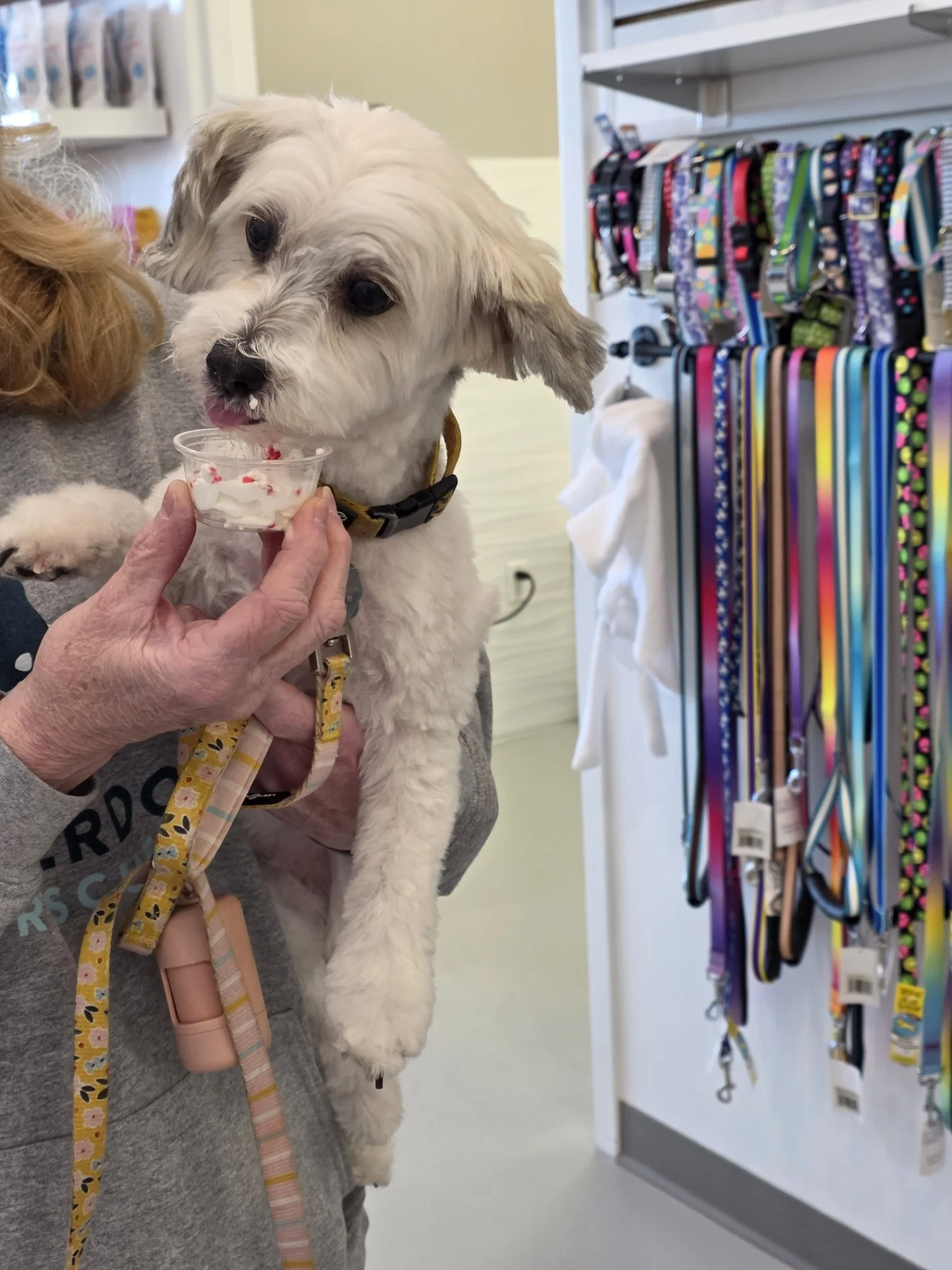 Dapper-Dogs-Eden-Prairie-Valentine-Event 5.jpg