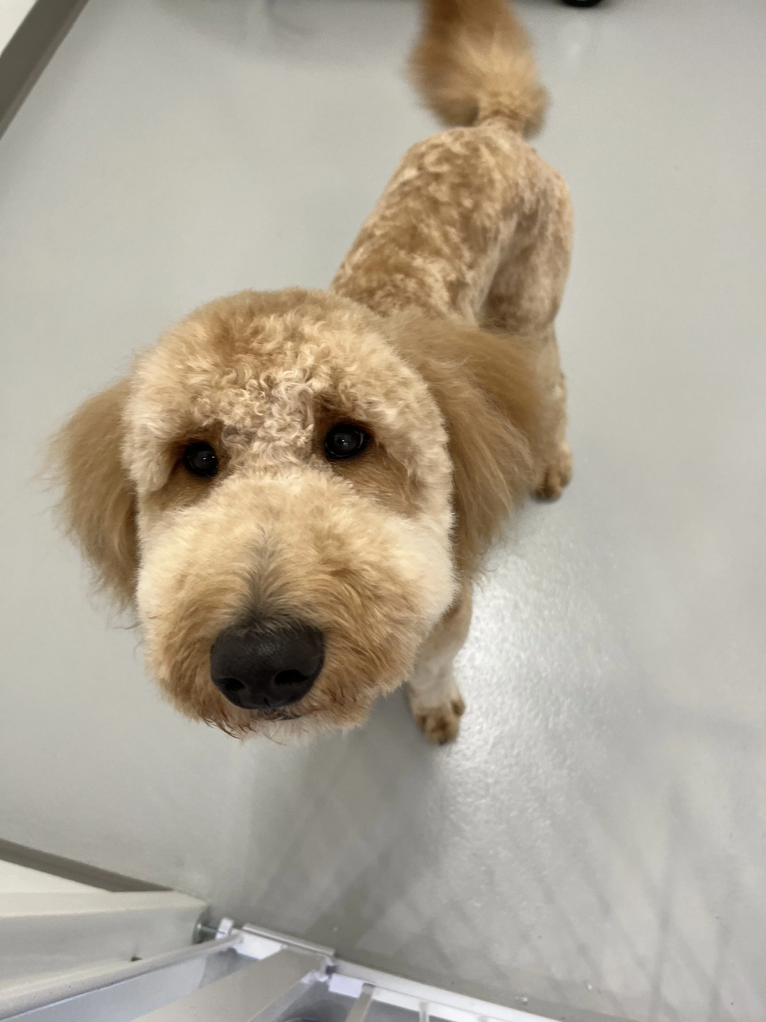 Dapper-Dogs-Doodle-Groom-Eden-Prairie .jpeg