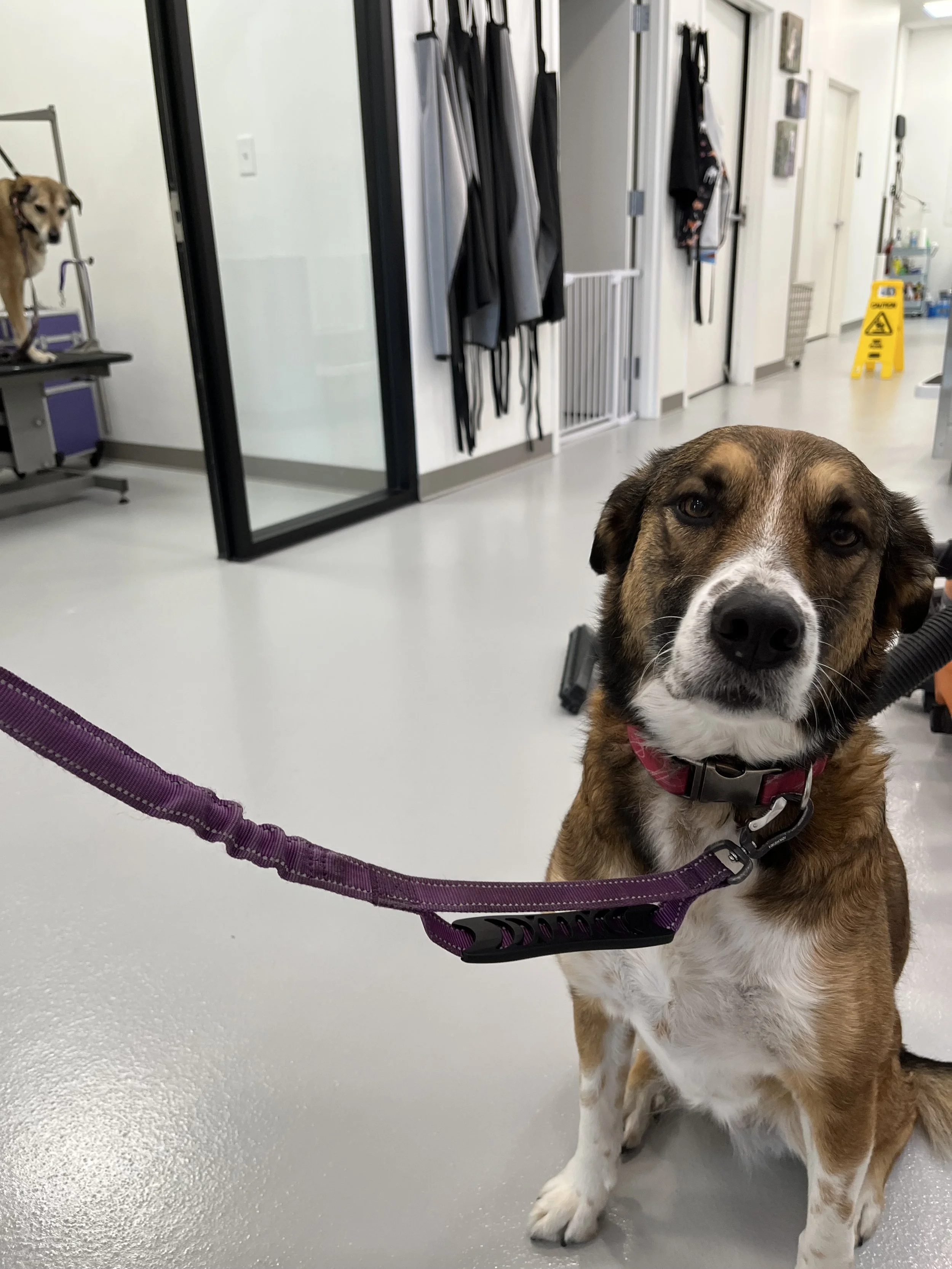 Dapper-Dogs-Mixed Breed-Nail Grinds-Grooming-Eden-Prairie.jpeg