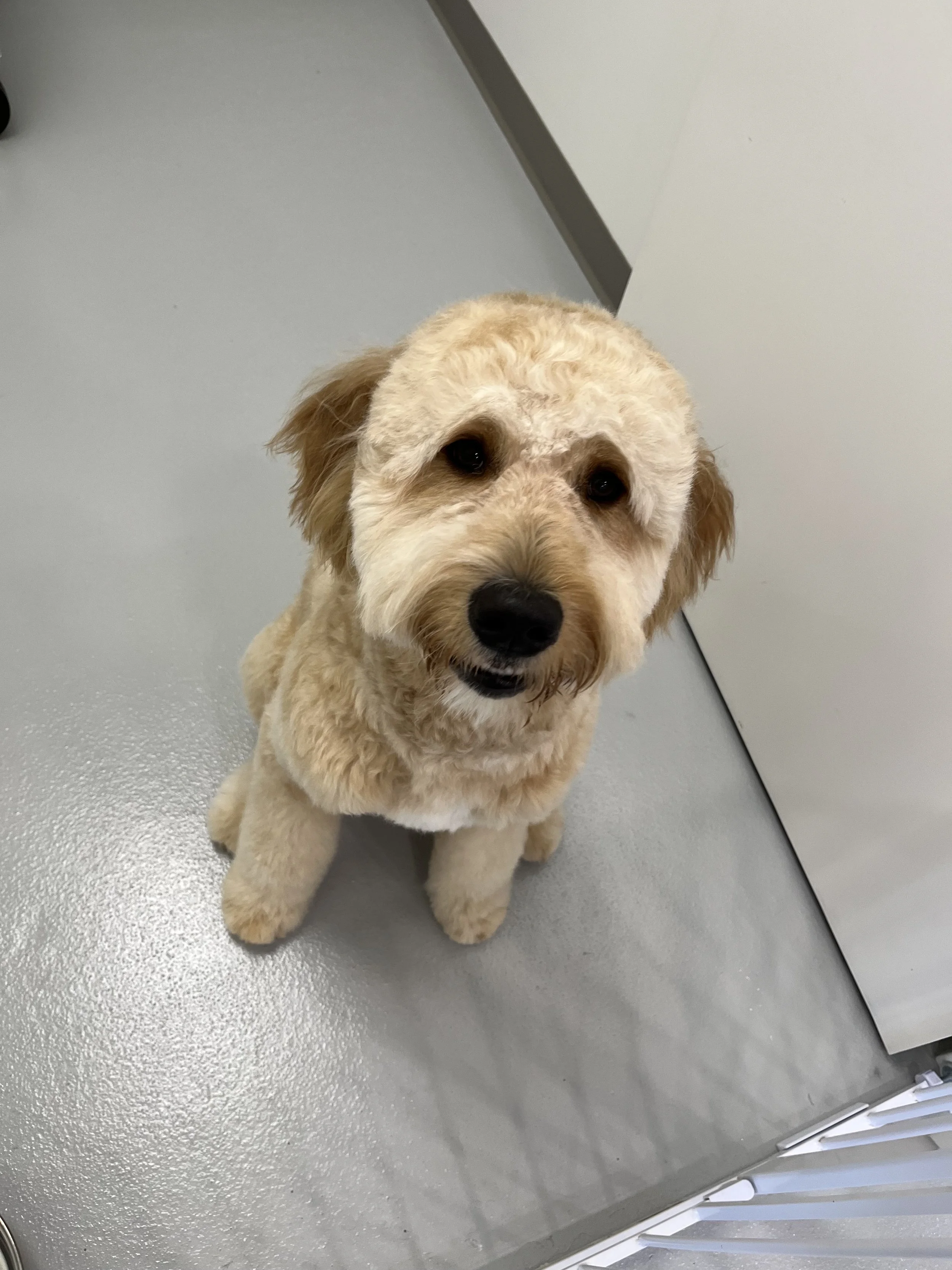 Dapper-Dogs-Grooming-Eden-Prairie-Refresh.jpeg