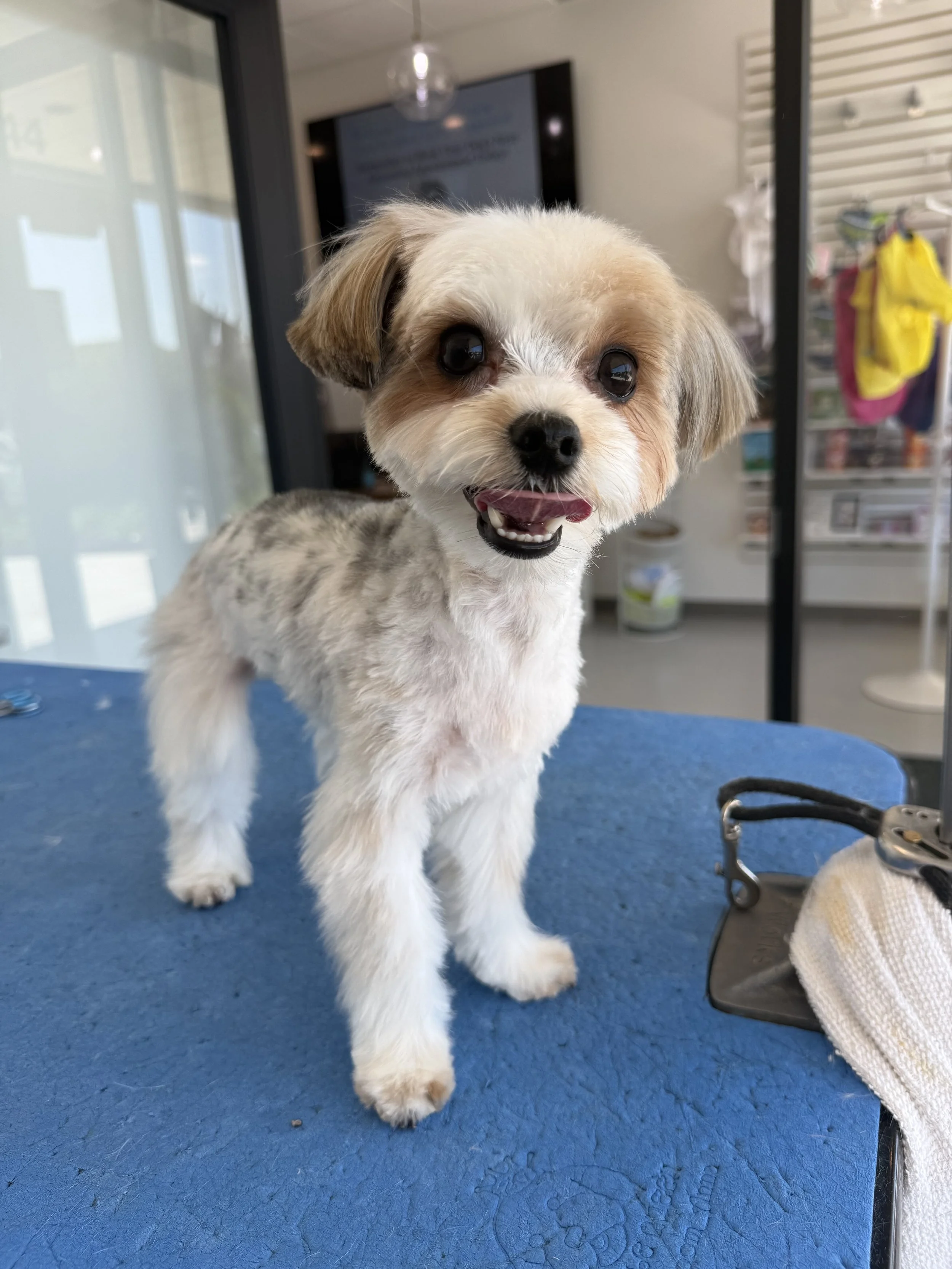 Dapper-Dogs-ShihTzu-Grooming-Eden-Prairie.jpeg