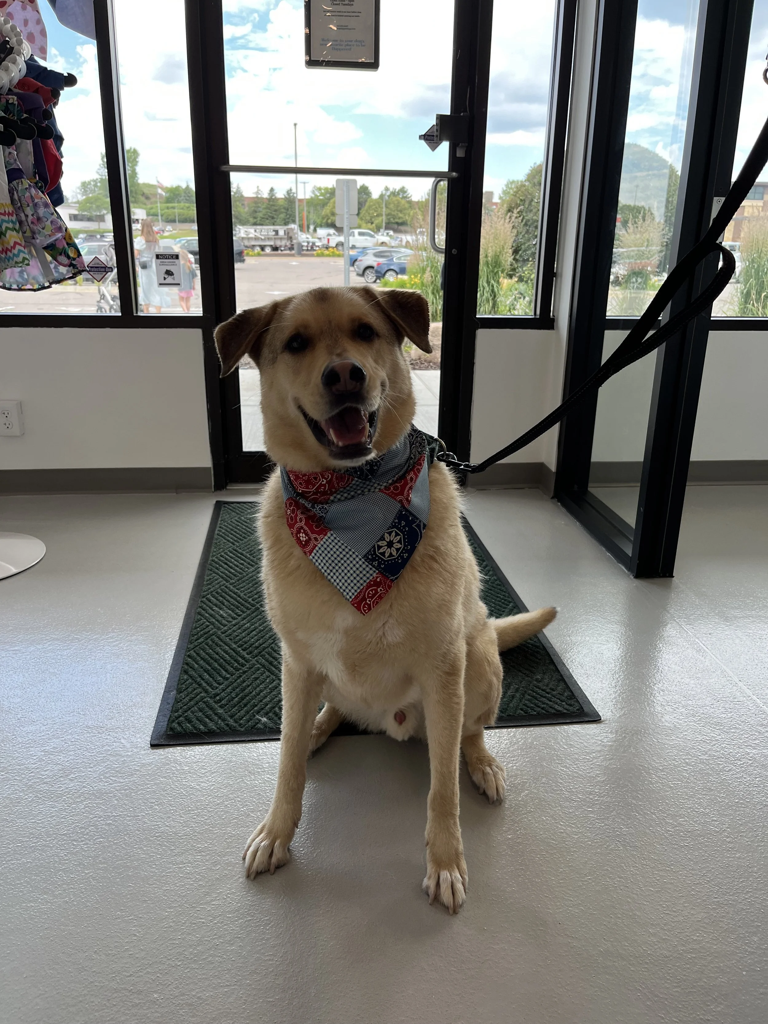 Dapper-Dogs-Eden-Prairie-Full-Service-Bath-Grooming.jpeg