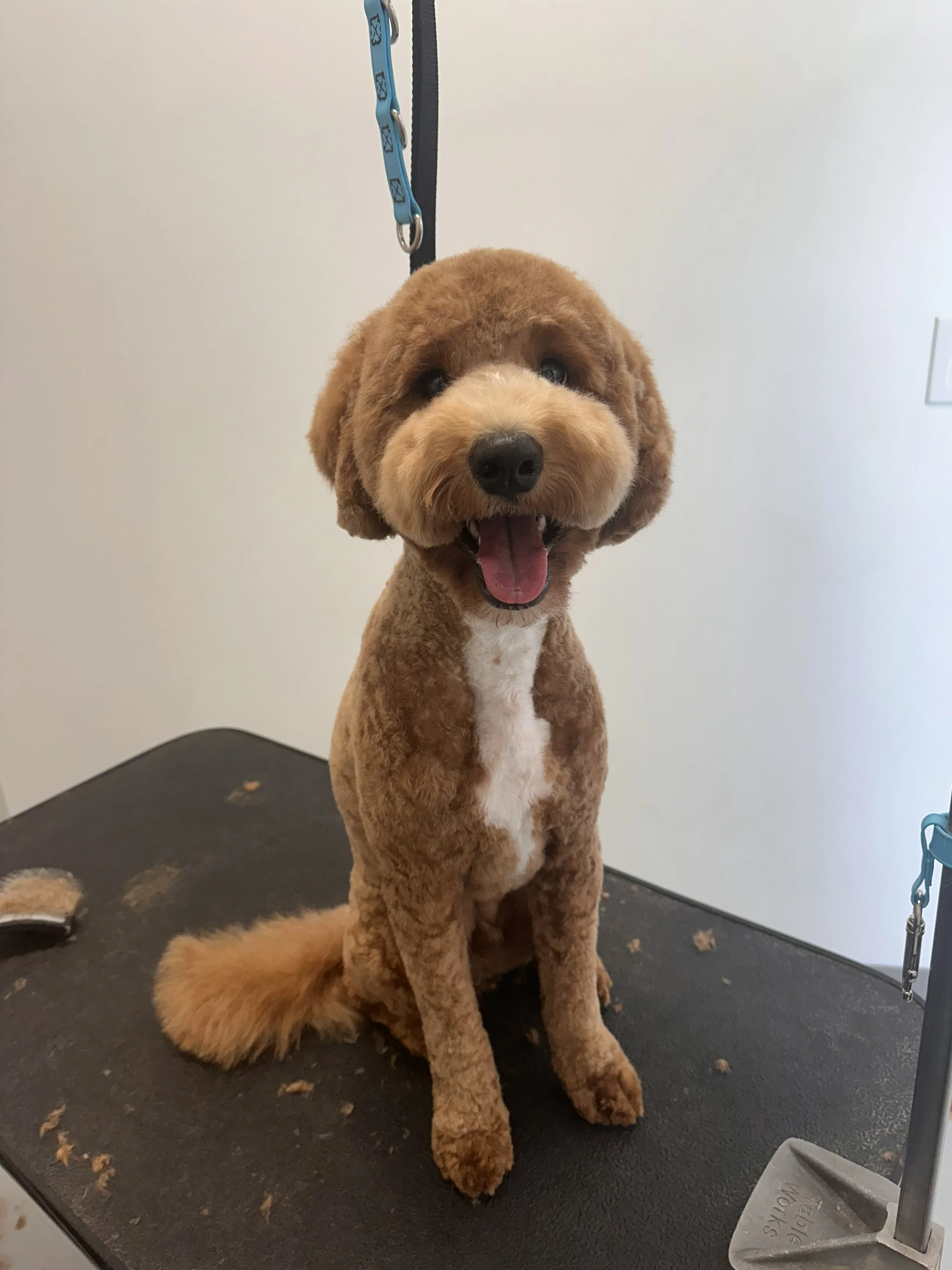 Dapper Dogs - Eden Prairie - Doodle Grooming - Coat Care.jpg