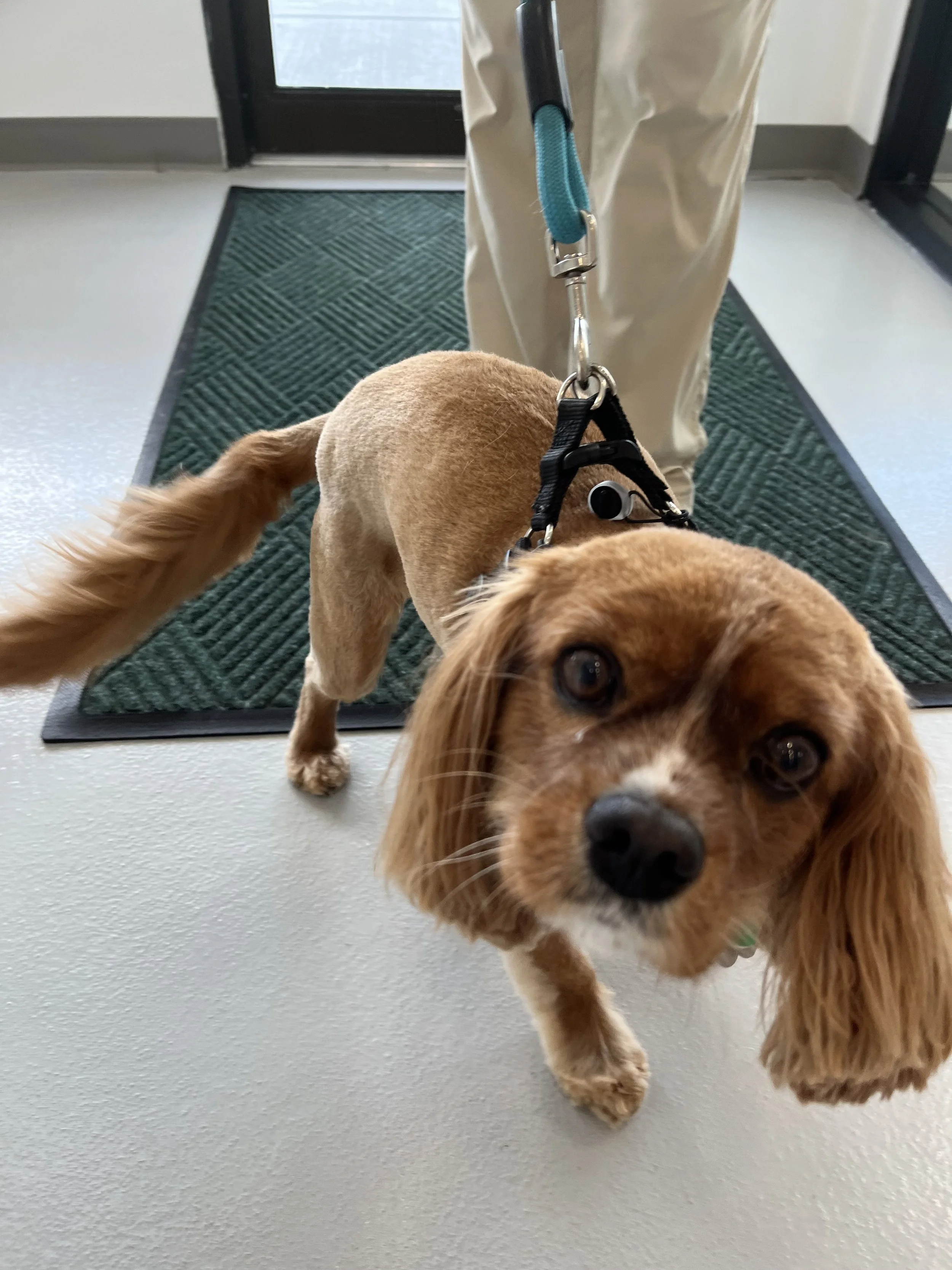 Dapper-Dogs- Cavaliar King Charles Spanial-Grooming-Eden-Prairie.jpeg