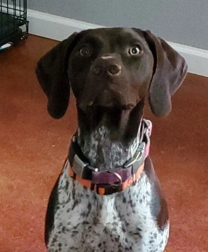 A brown dog with floppy ears and piercing eyes sitting on a reddish-brown floor indoors.