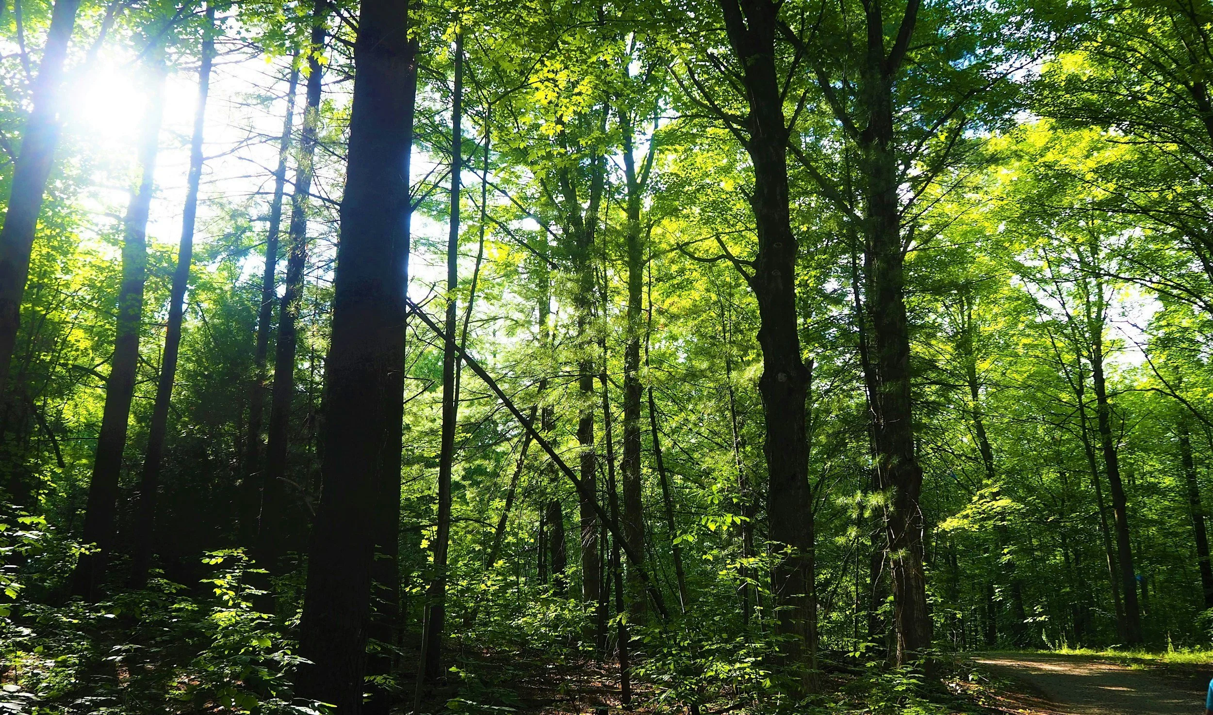 Town Of Caledon Community Energy & Emissions